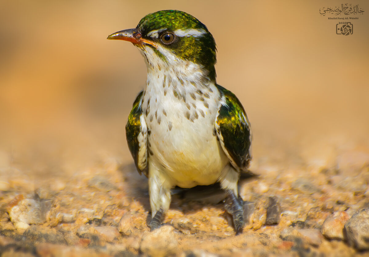 Didric Cuckoo