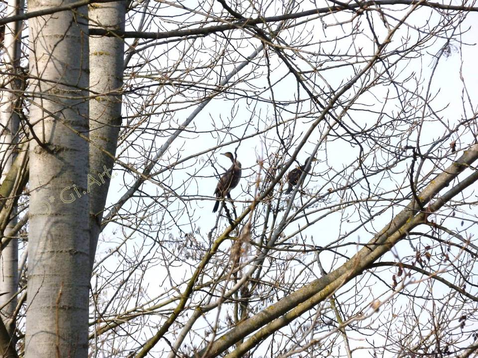 Cormorani