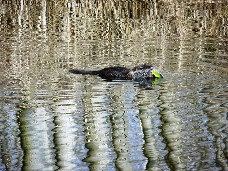 Lontra