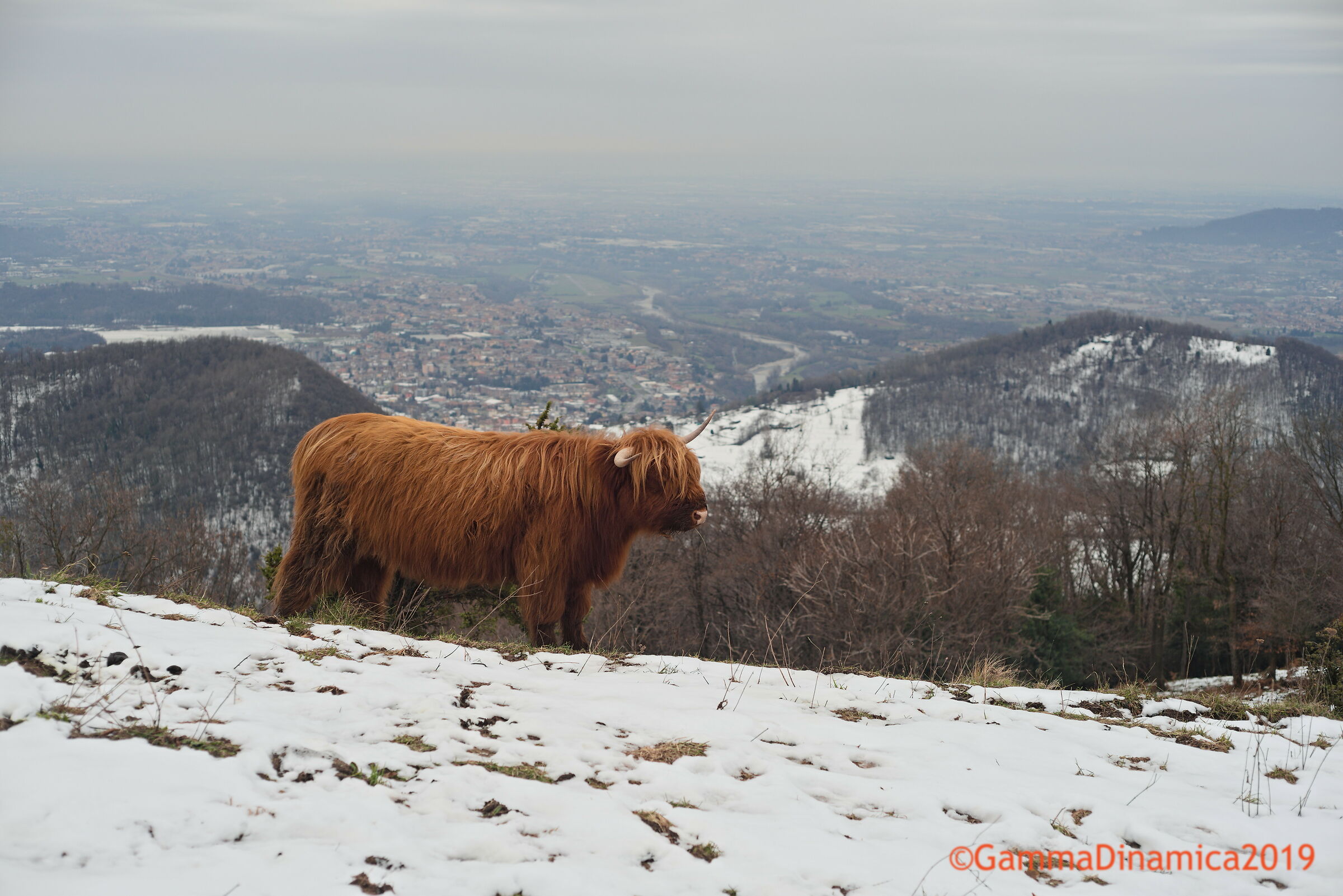 Bovino di razza Highlander ai Prati Parini