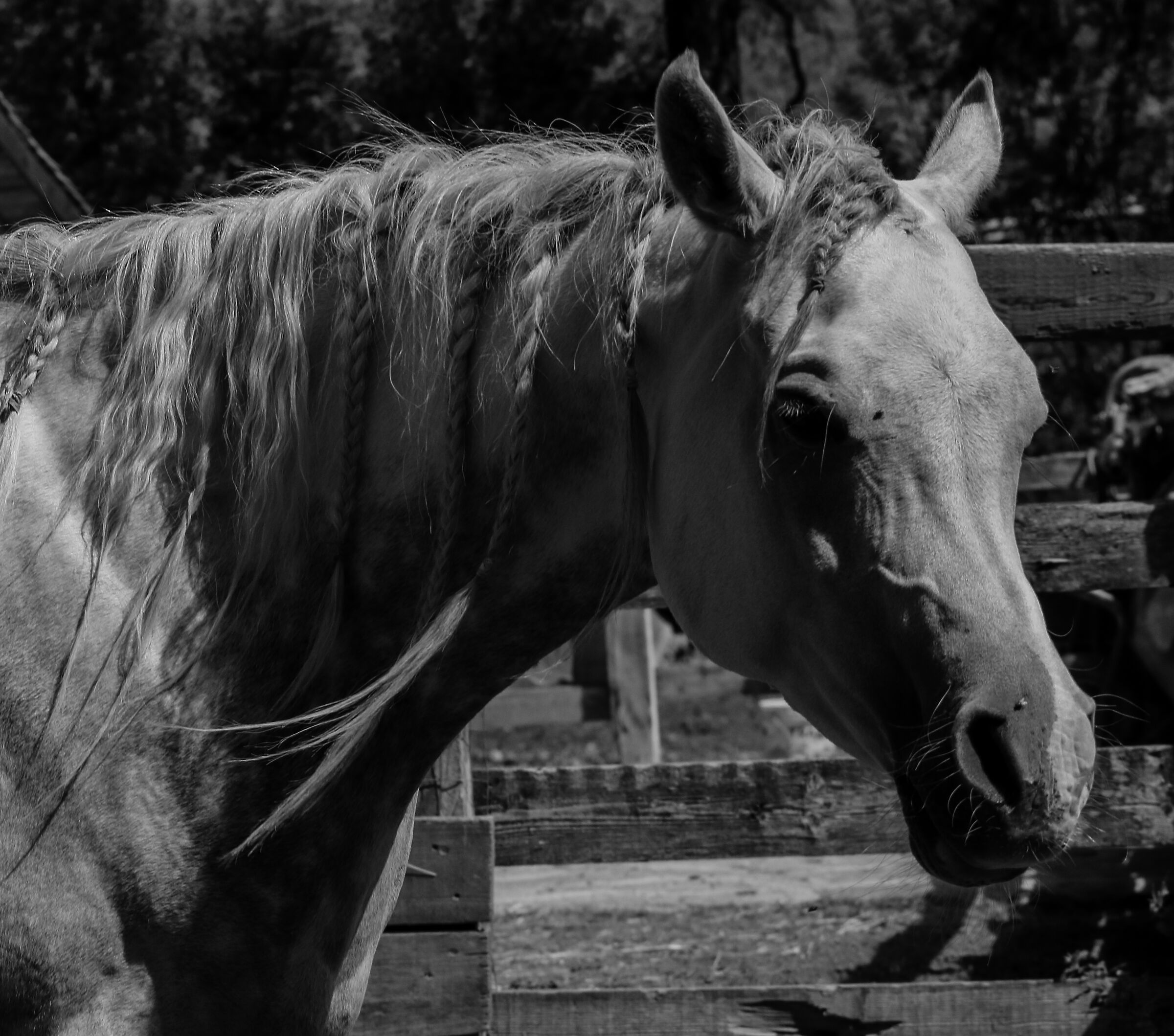 Vanitosa...