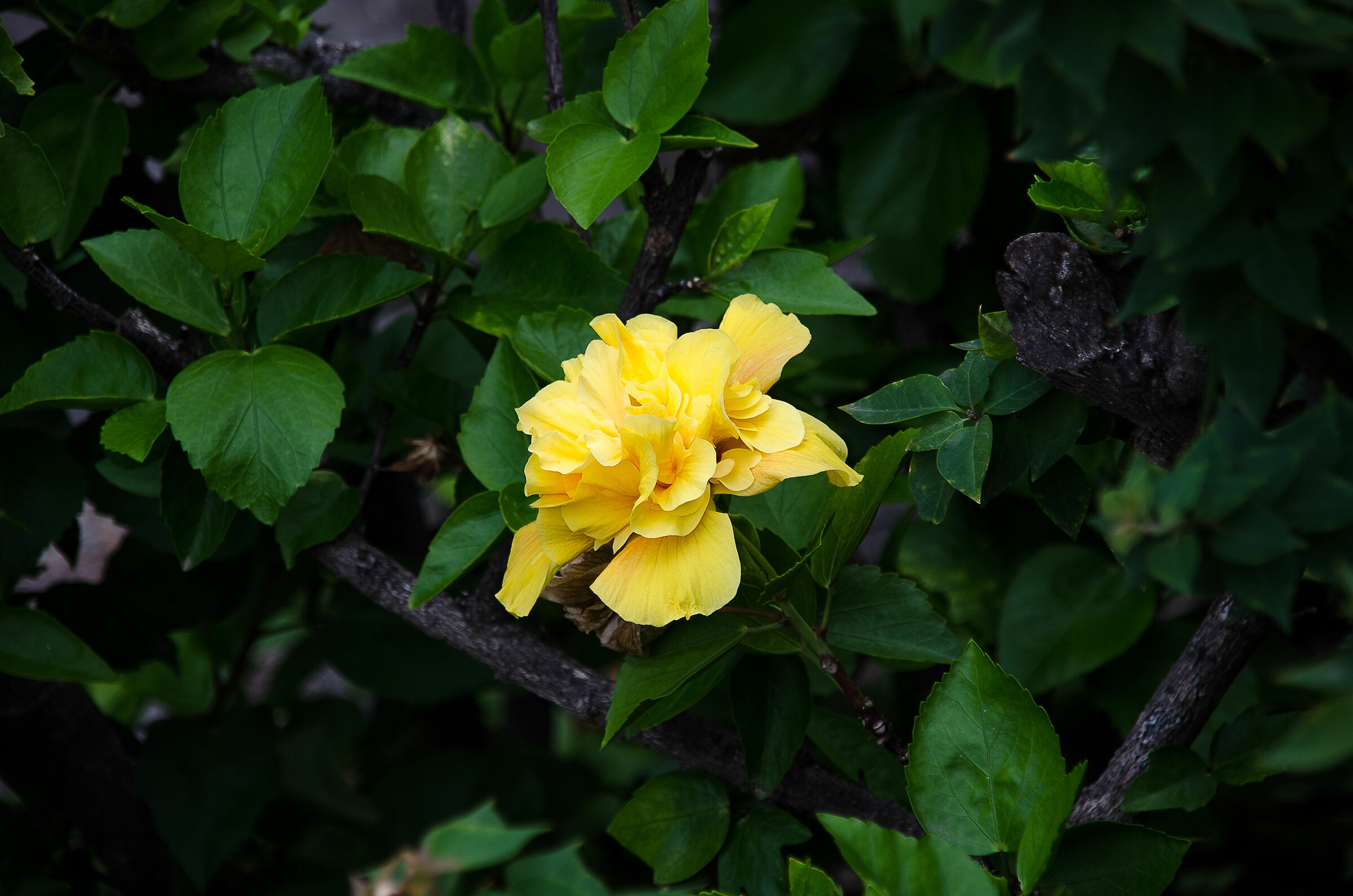 Memories of Sardinia Yellow Rose