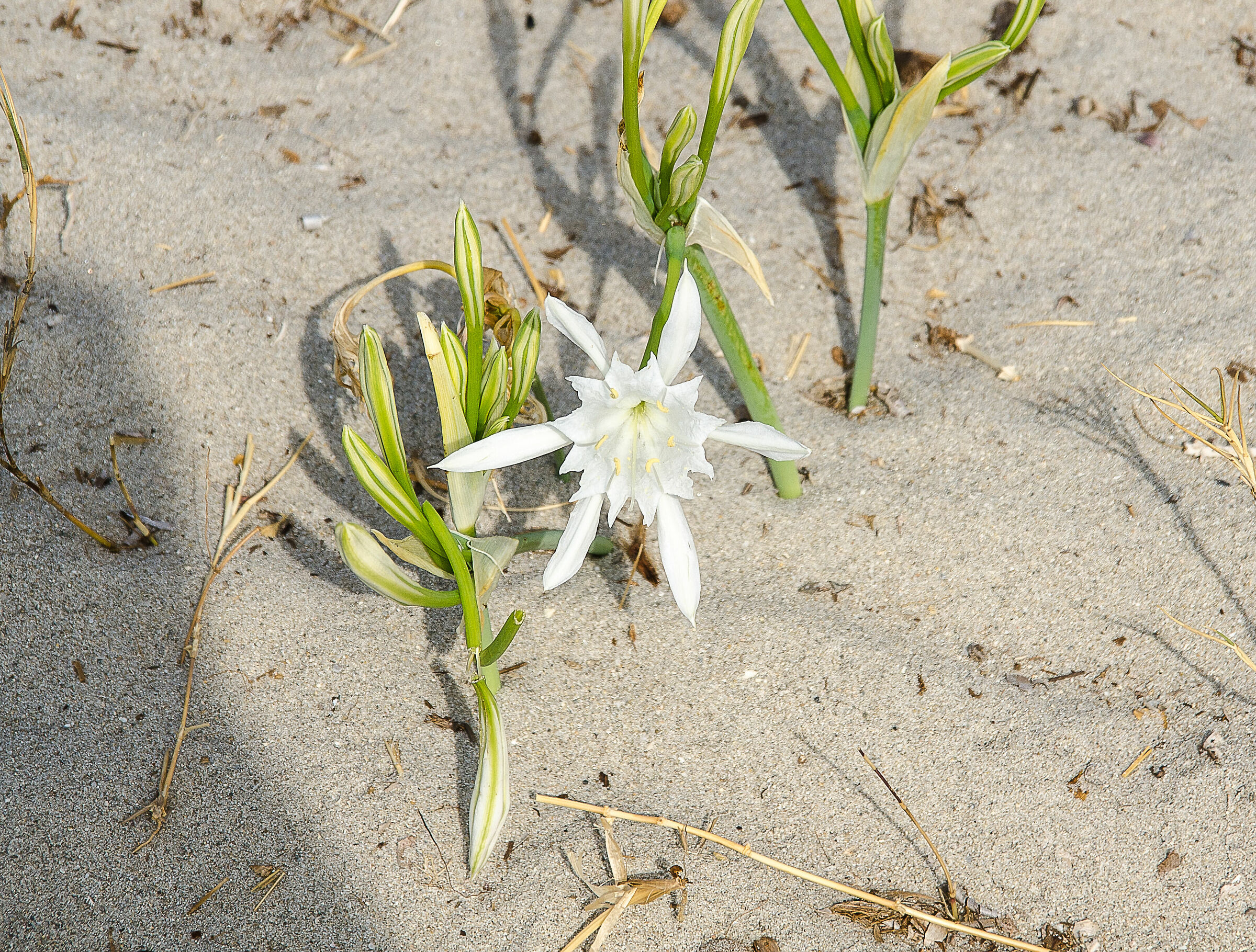 Ricordi di Sardegna Fiori delle dune sarde