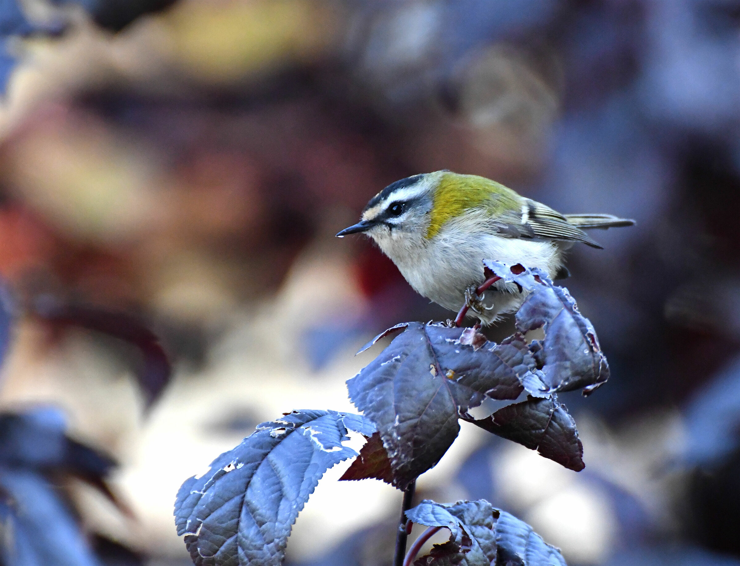 Il piccolo fiorrancino