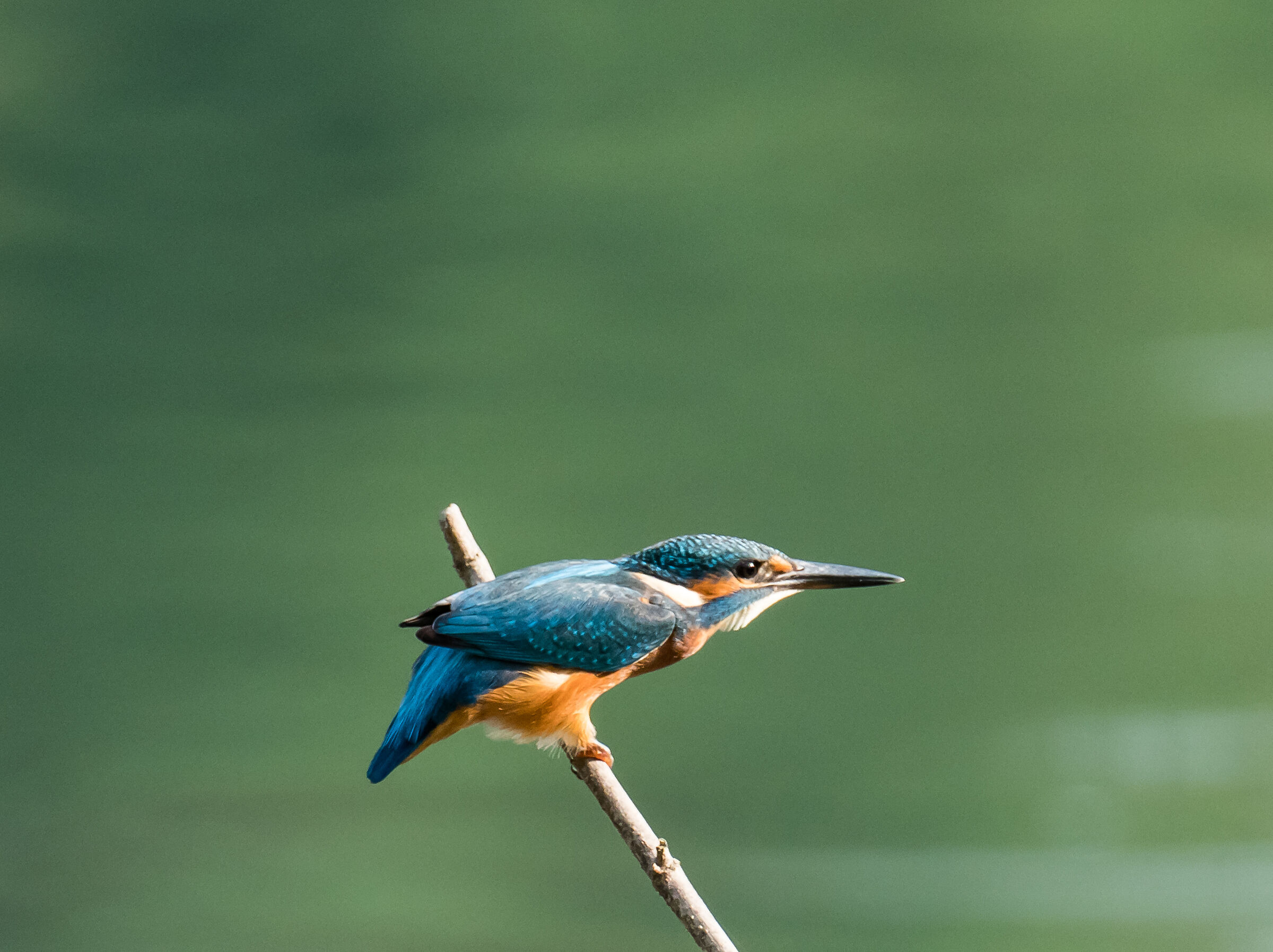 Martin fisherman (Alcedo atthis)
