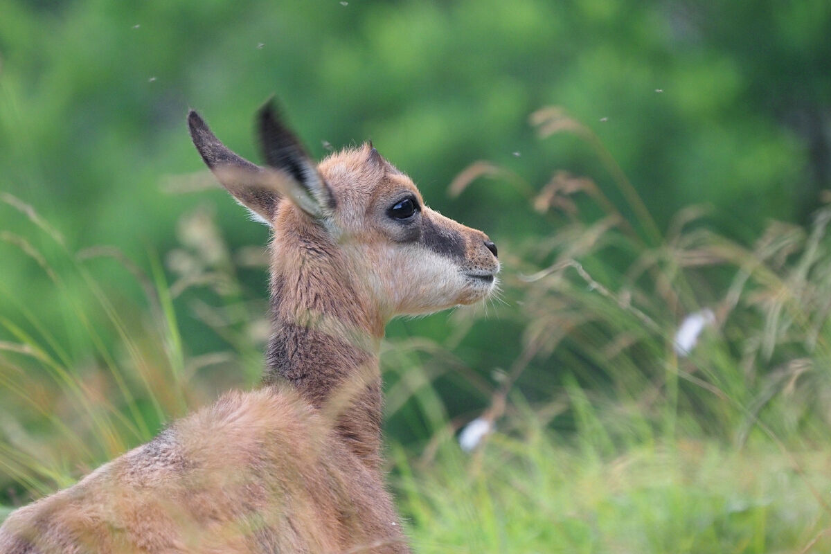 Orecchie in movimento