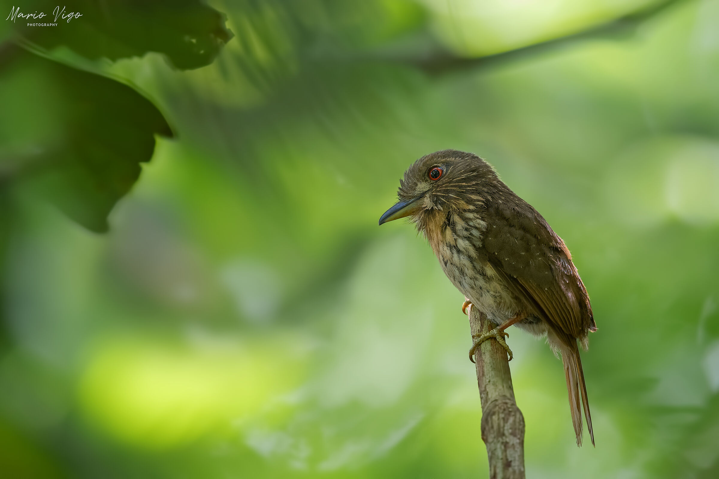 Piumino baffibianchi