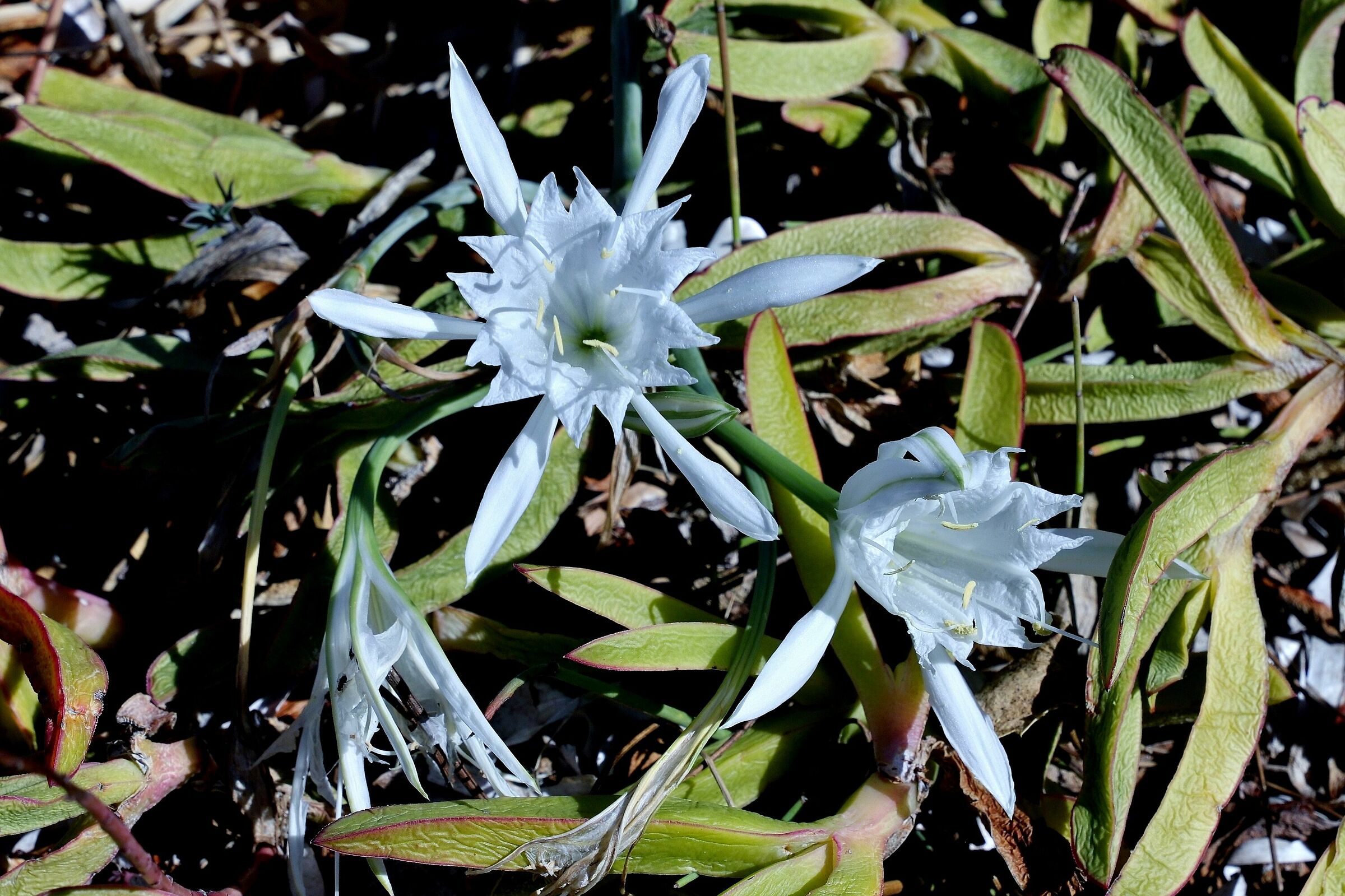 Giglio di mare 2