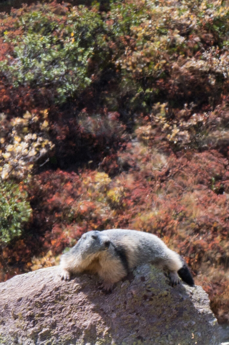 Marmot