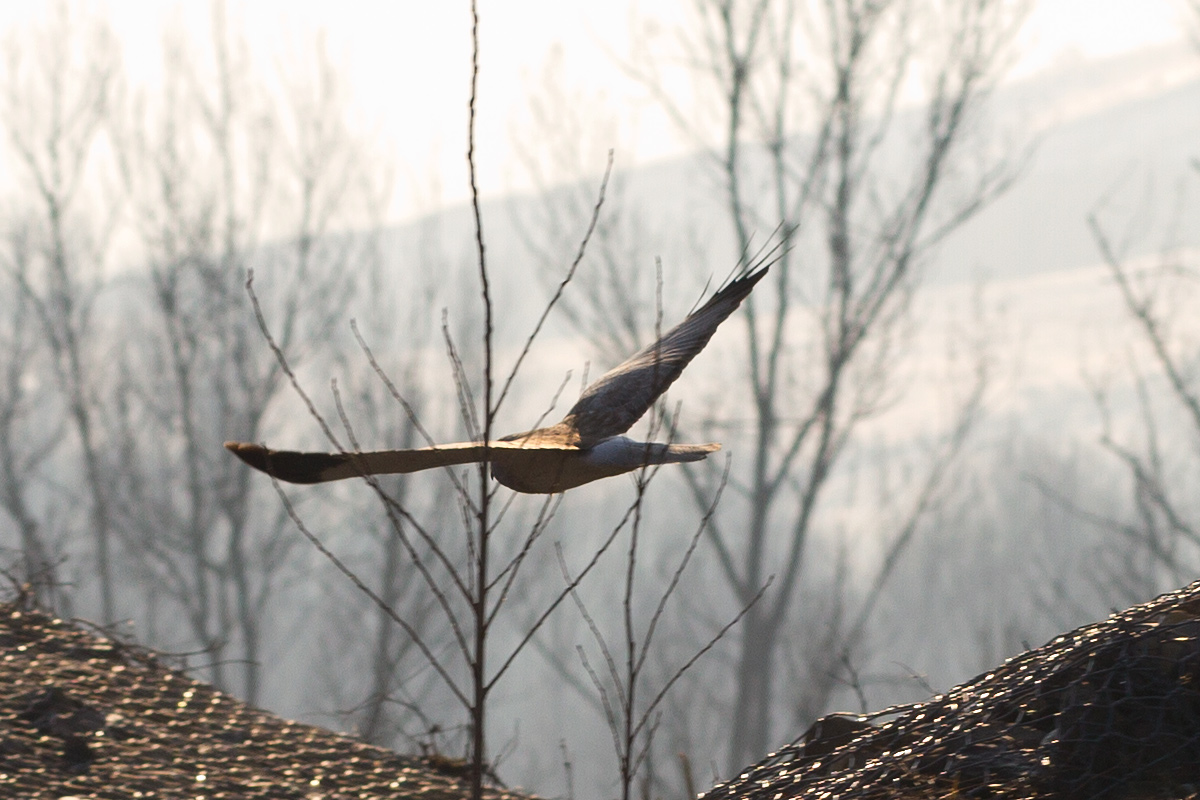 Il mio primo rapace!!!