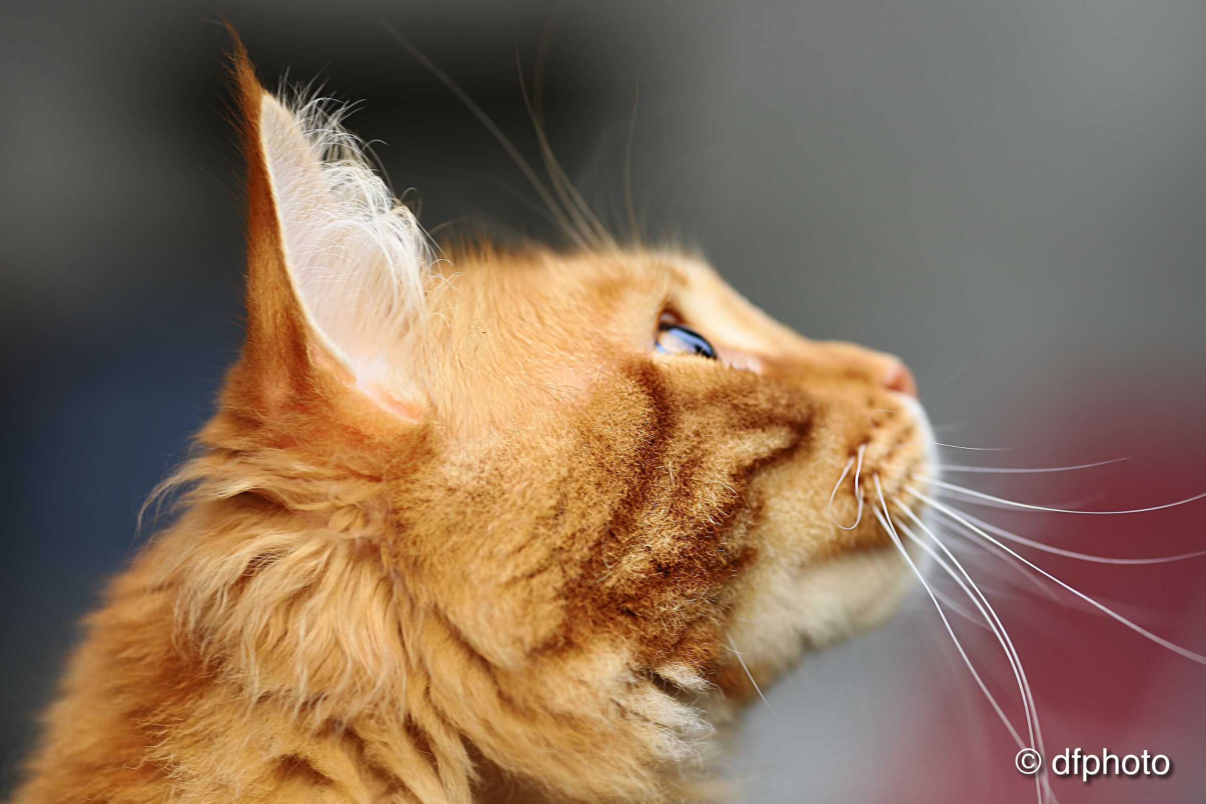 Kiro