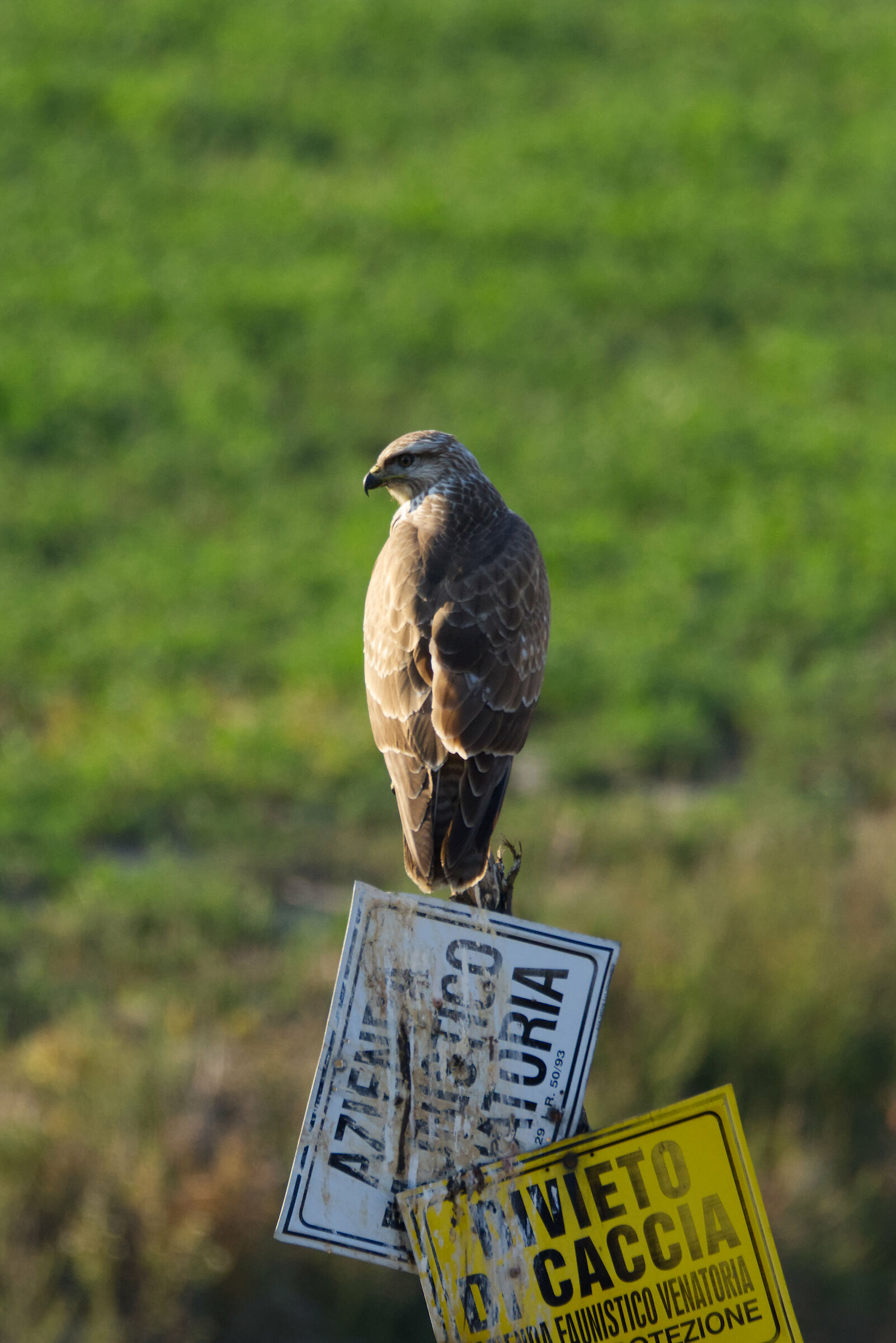 Me ne infischio dei divieti...