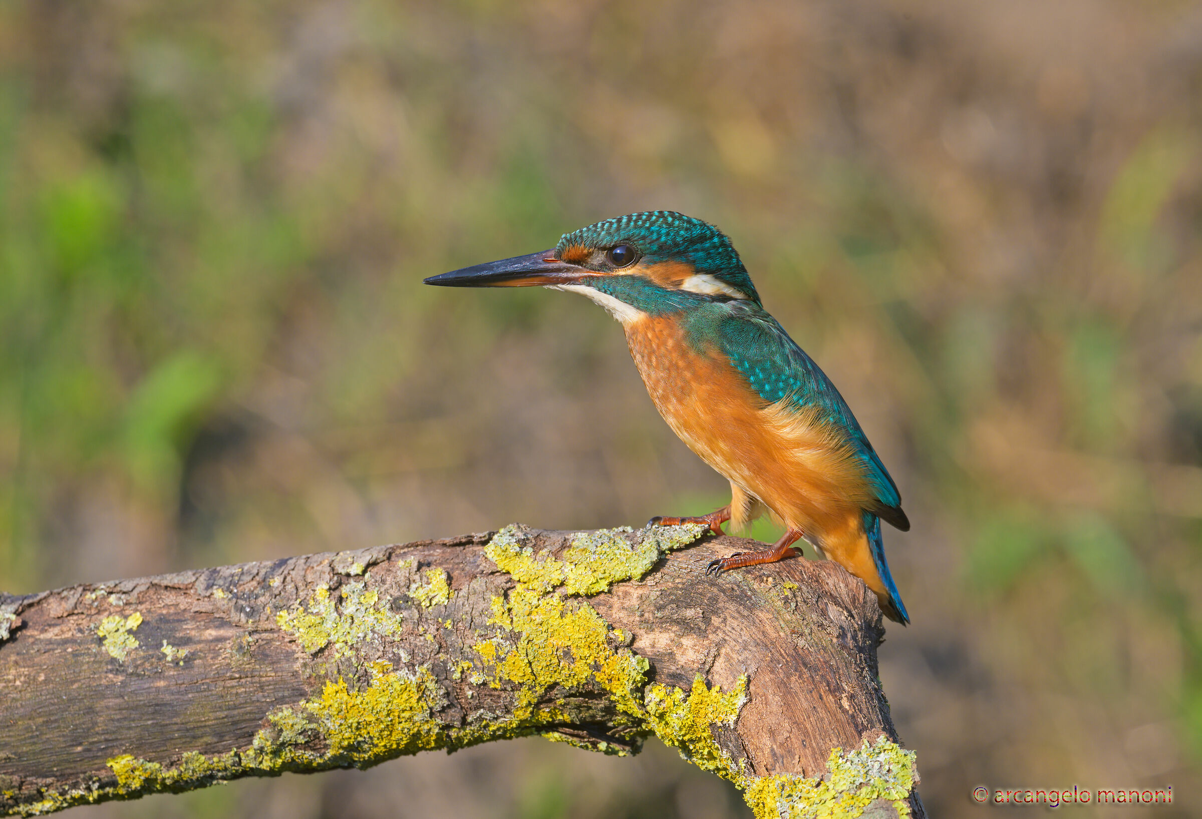 Looking for a place in nature's palette