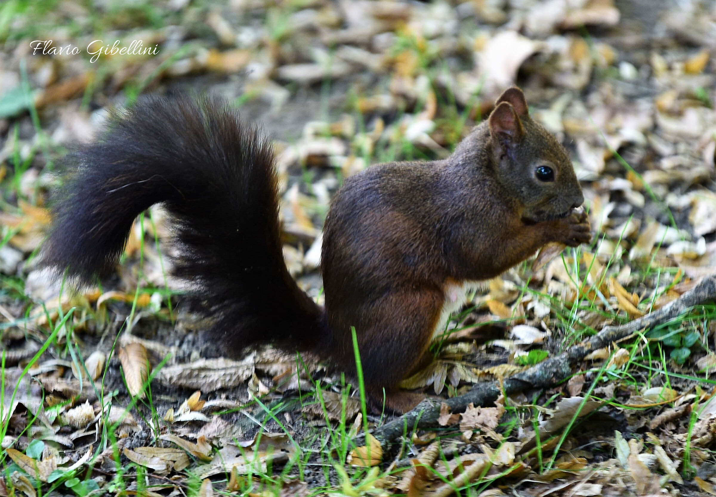 Scoiattolo goloso