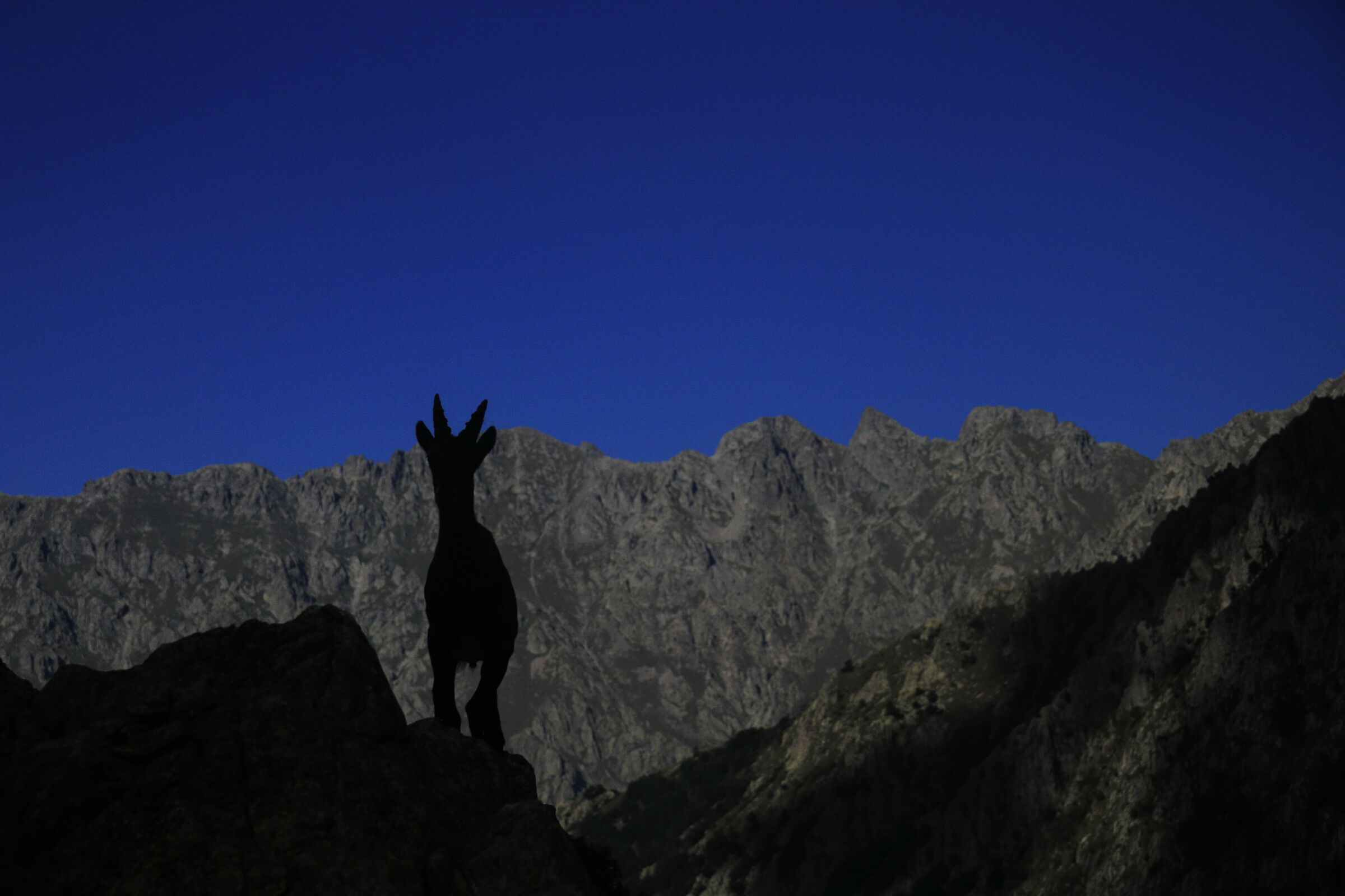 L'elegante profilo del giovane stambecco