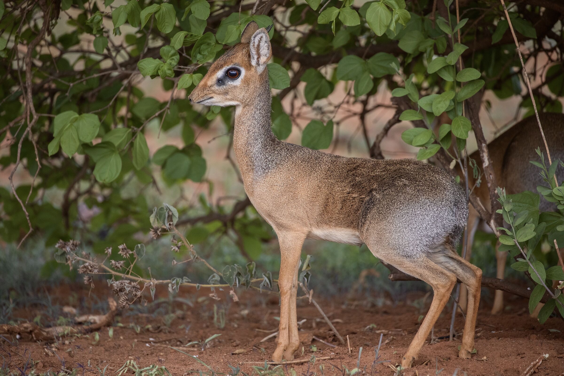 Il timido dik-dik