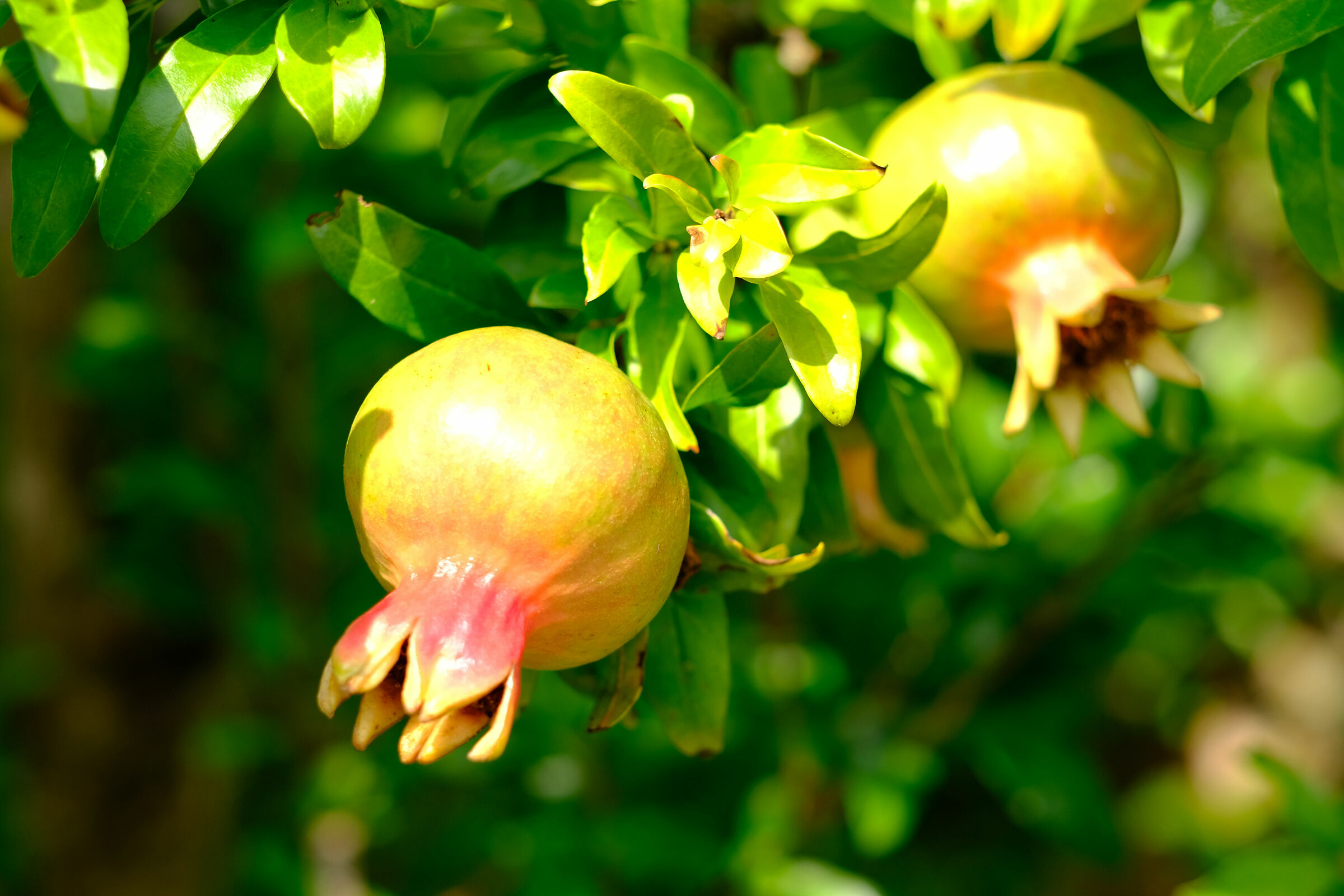 Sono piccolo.......ma crescerò