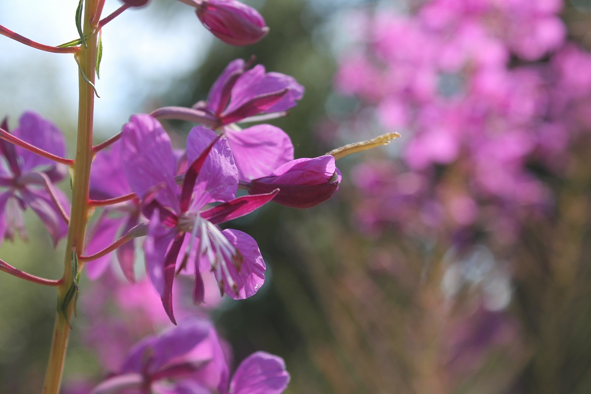 Fiori in diversa esposizione