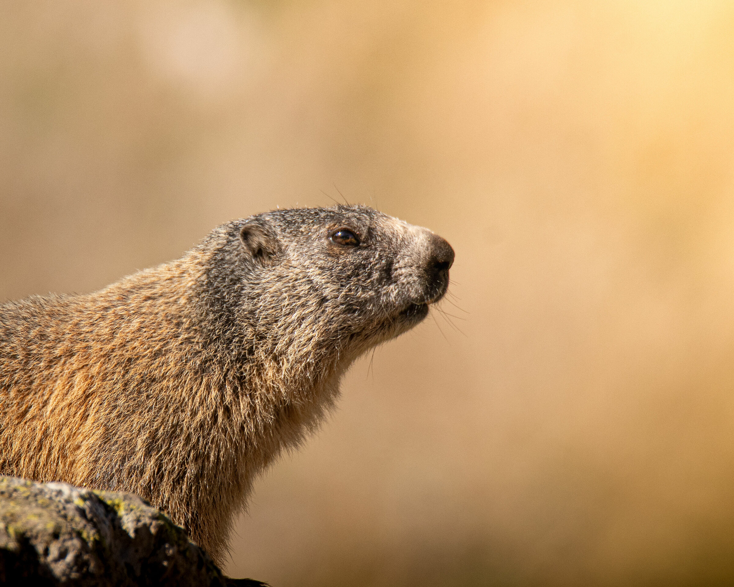 Marmotta