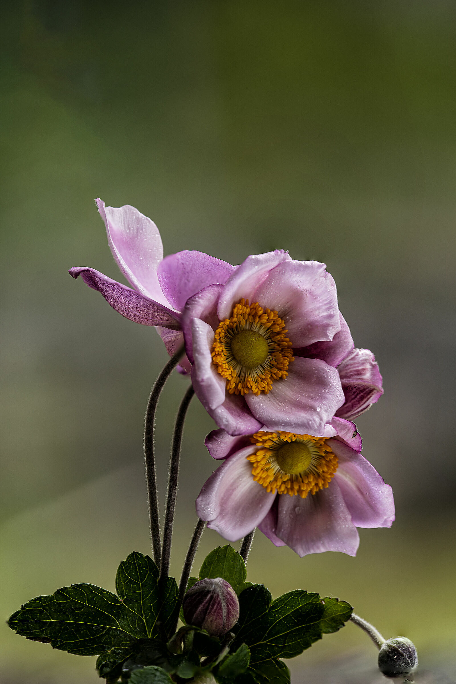 Anemone.