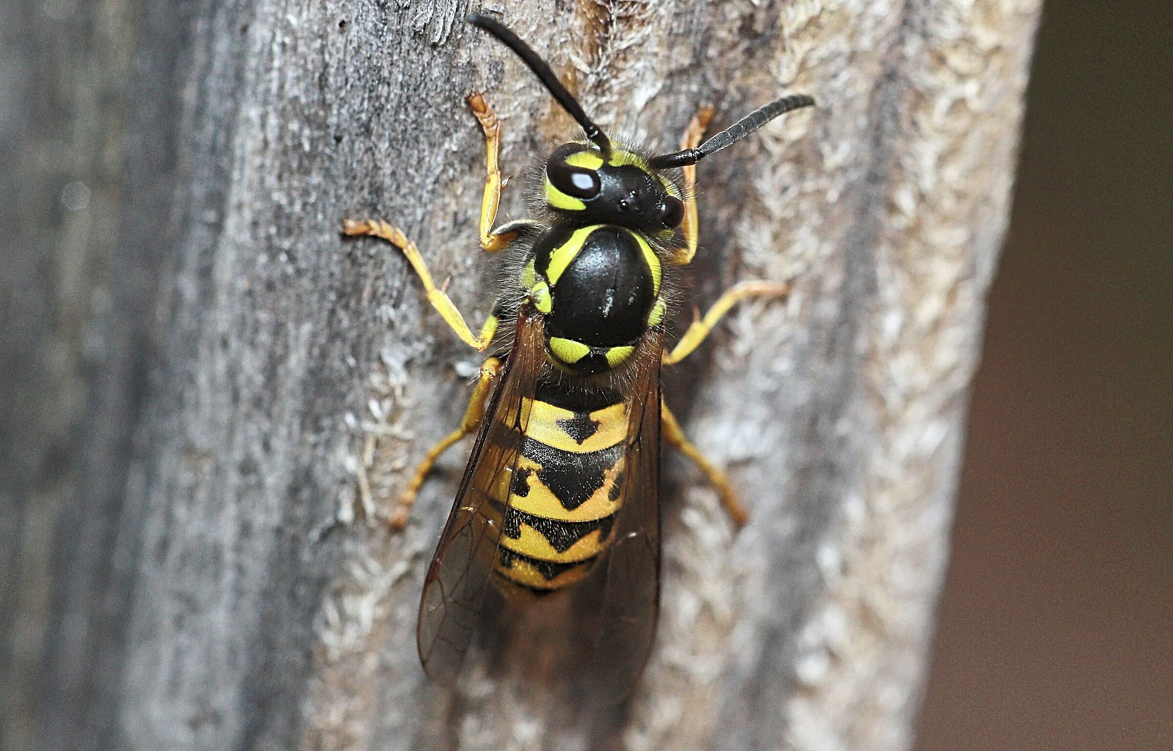 wasp on wood table in the garden 9/19/2020
