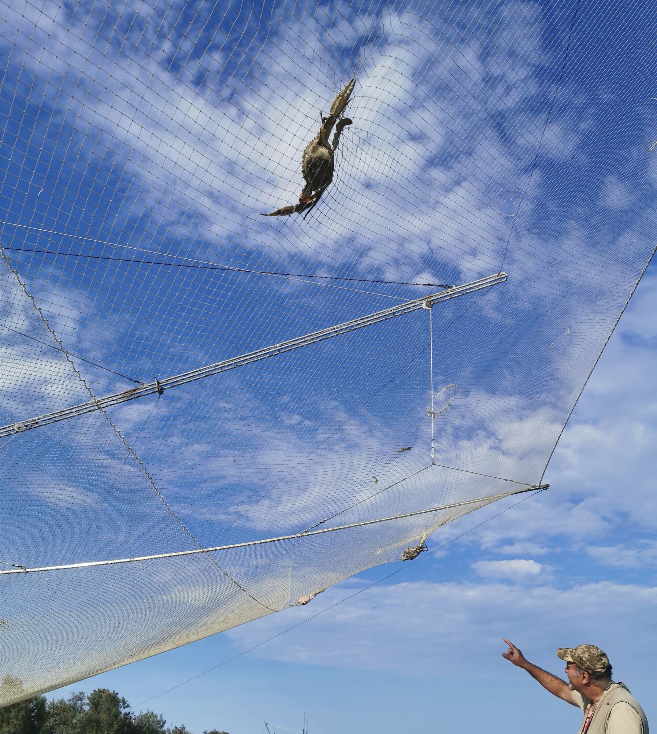 Il granchio blu del Bevano