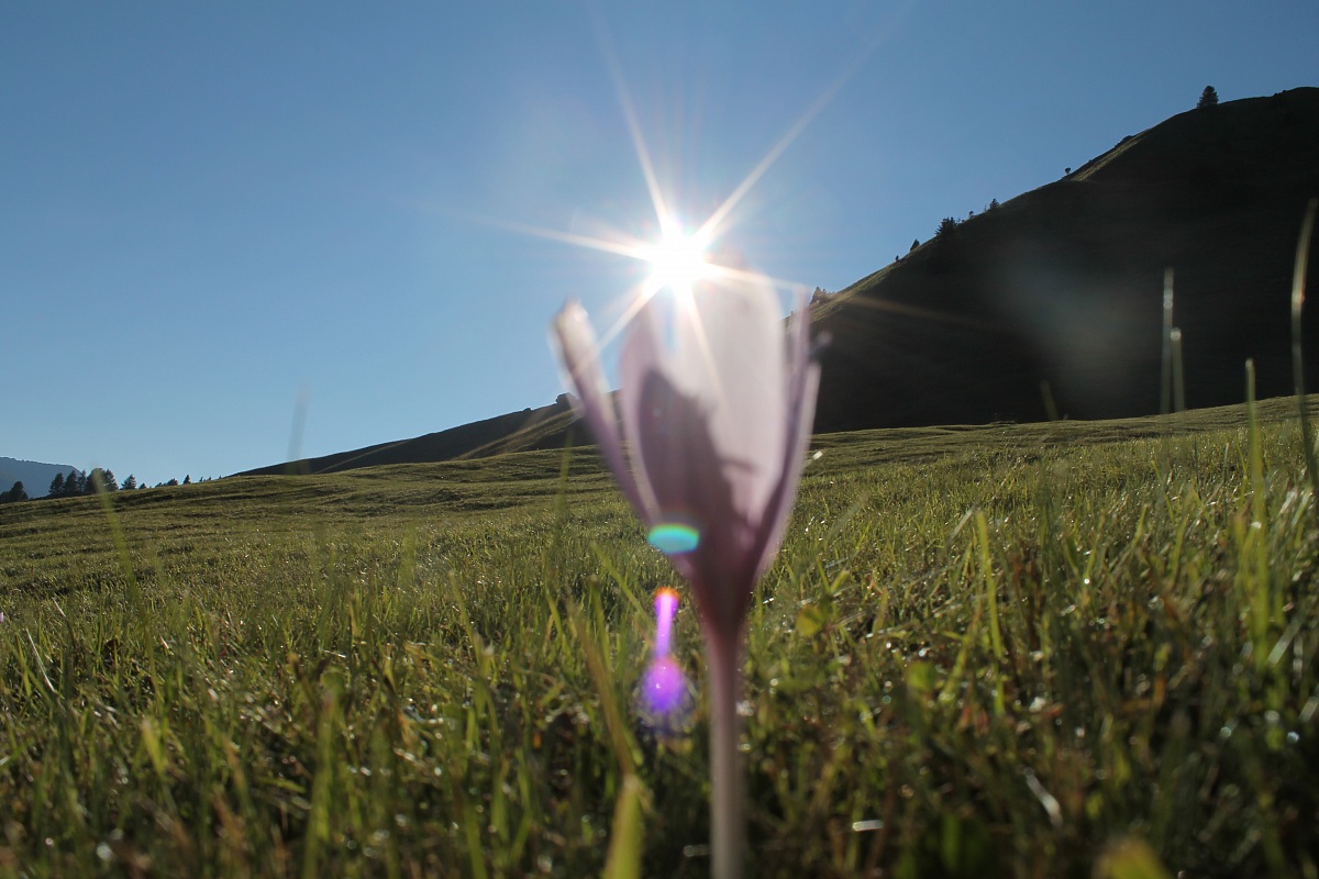 Cardo che mangia il sole