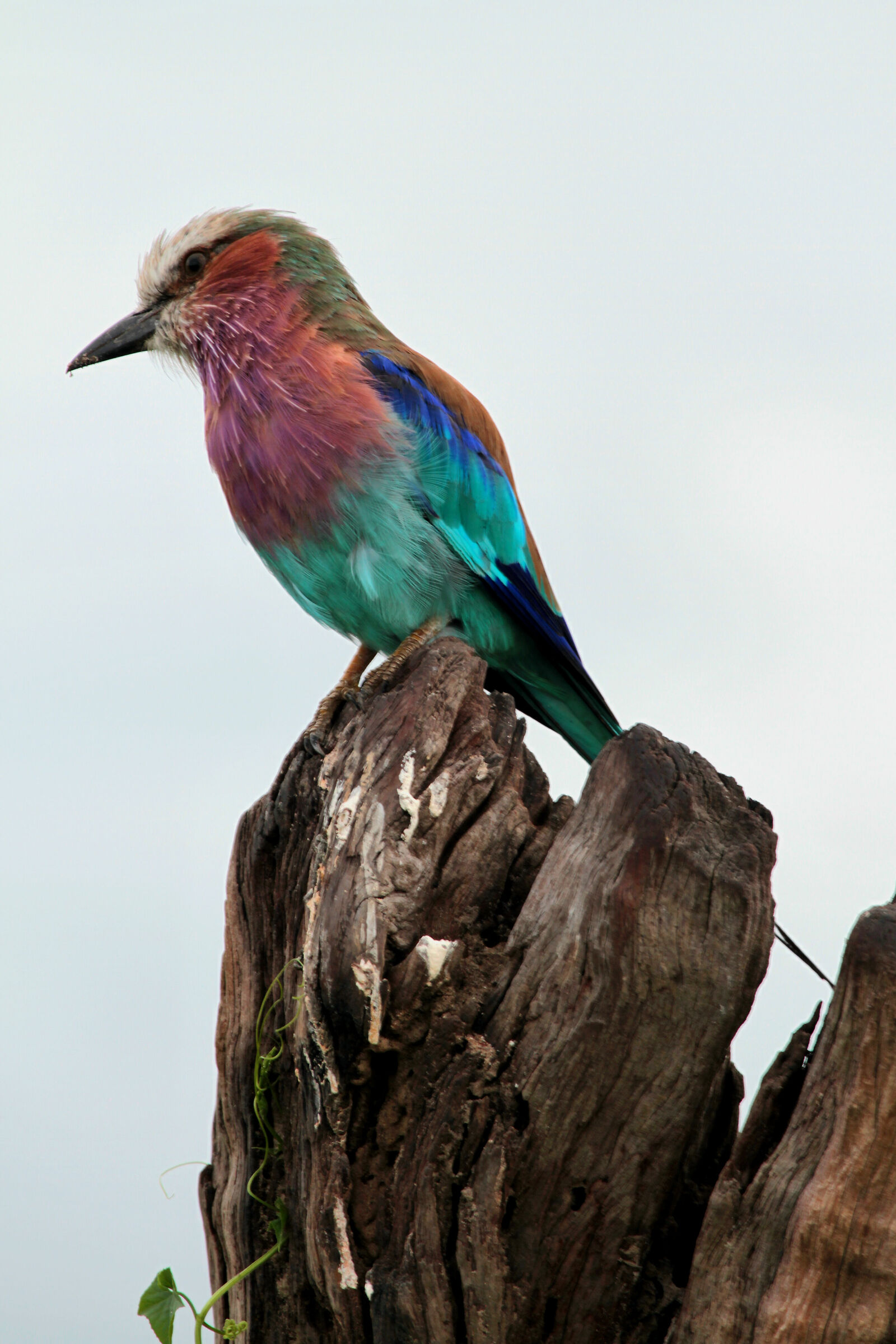 Lilac-breasted Roller