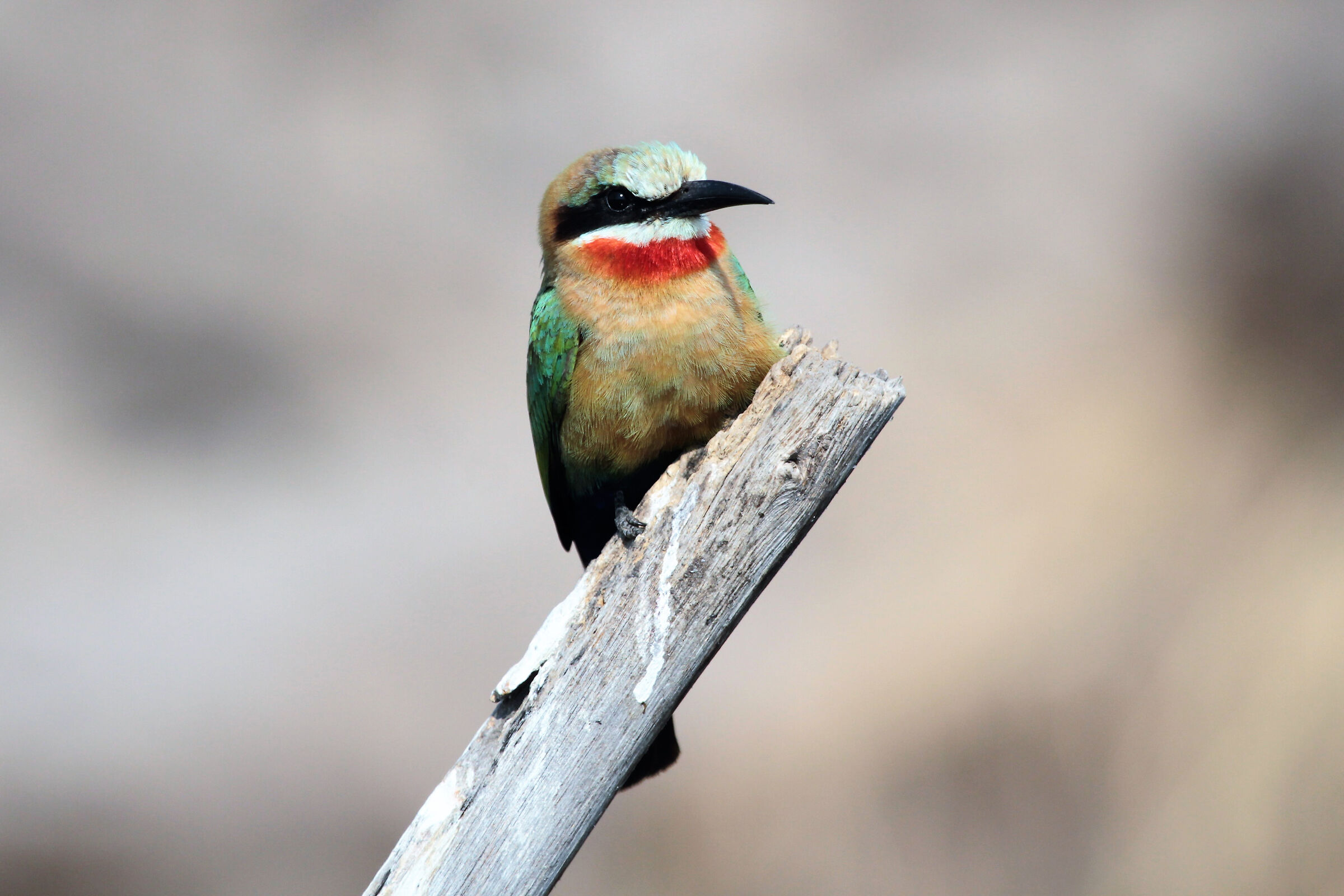 White-fronted bee-eater