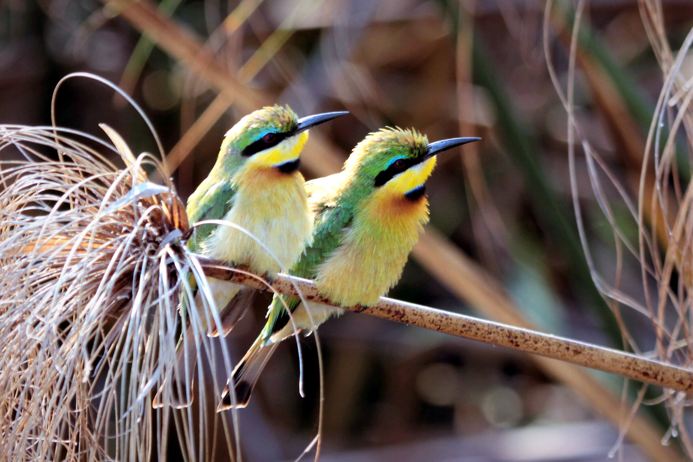 Little bee-eater