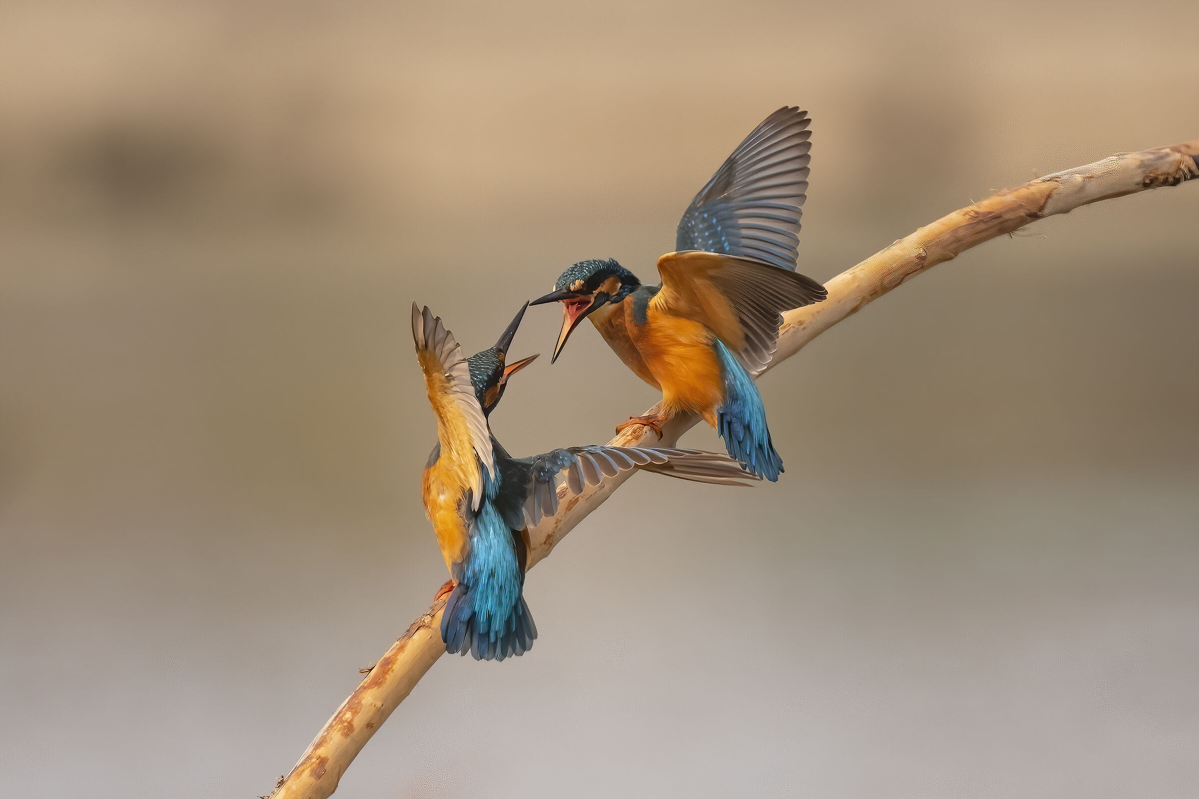 the fight of the martins