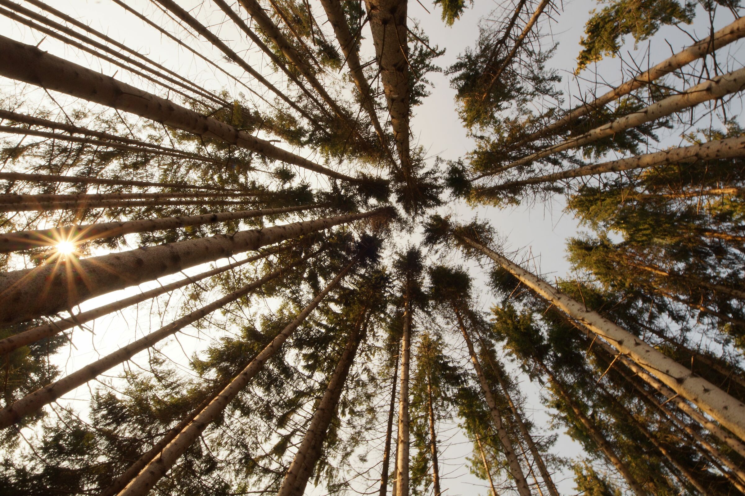 Pines on the Asiago Plateau