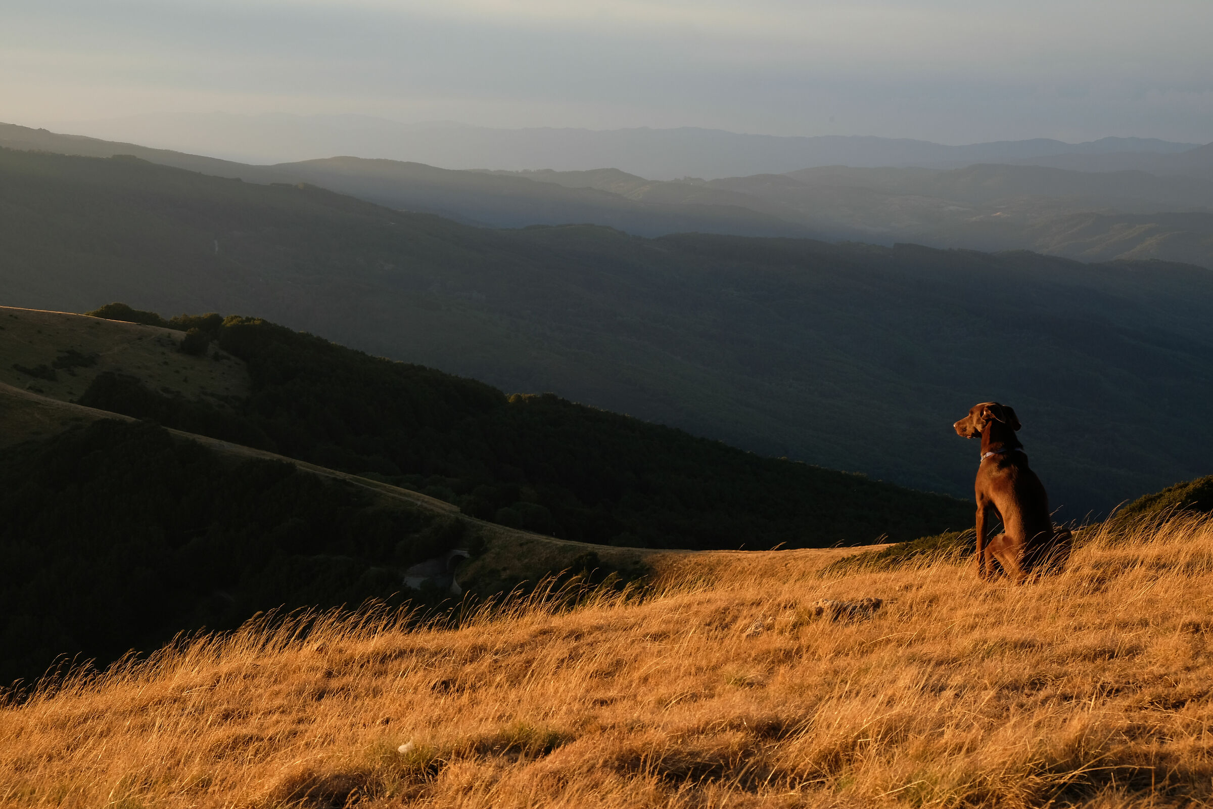 Dante e il tramonto......