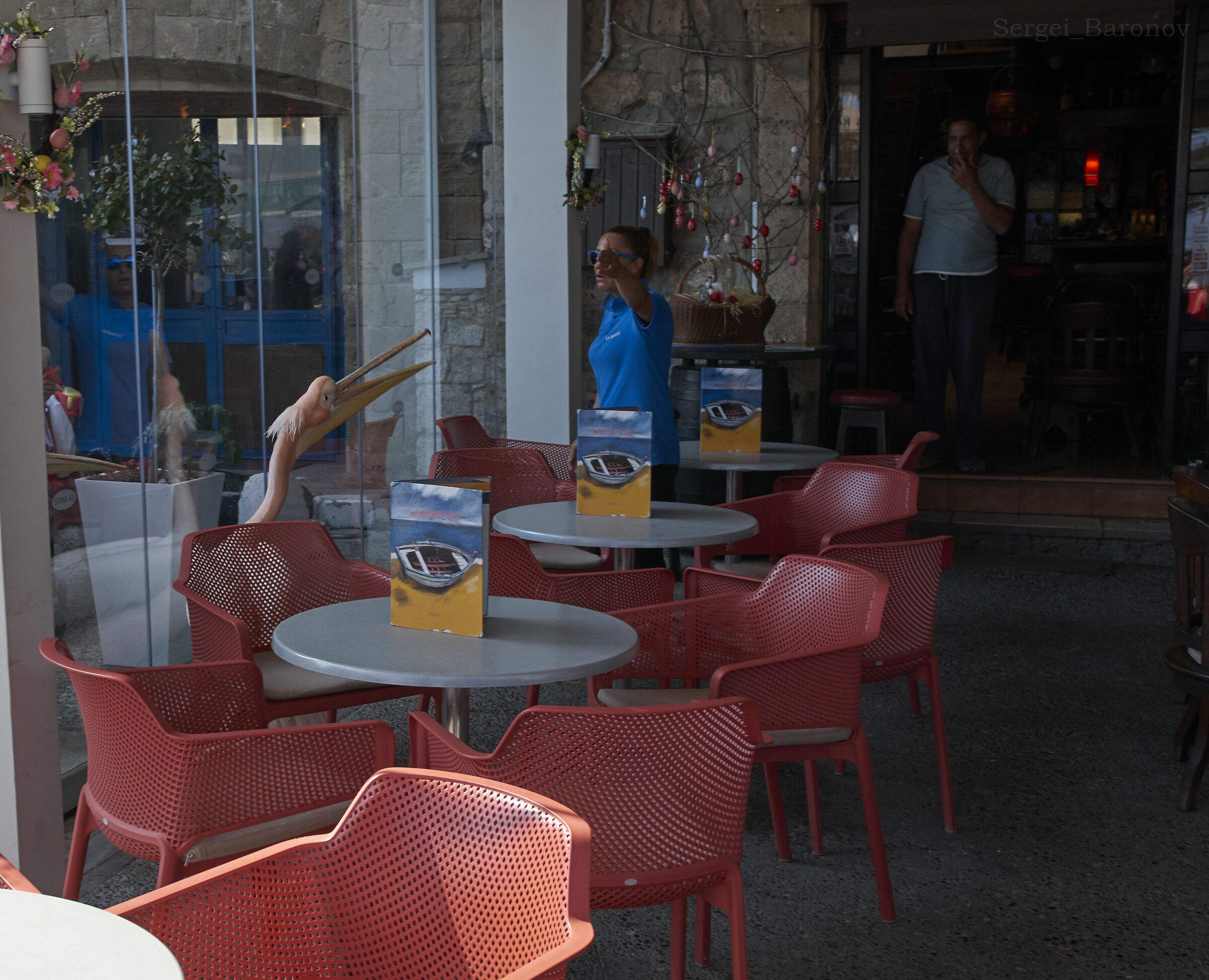 Unexpected visitor to a fish restaurant.