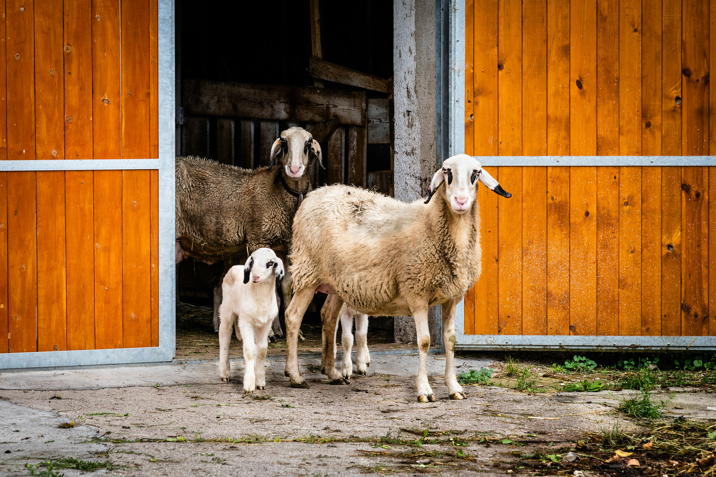 Well, haven't you ever seen sheep with eyeshadow?