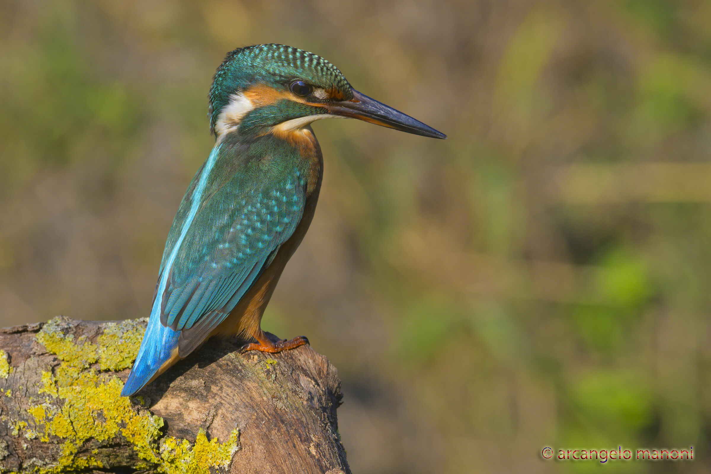 The Wonderful Creature