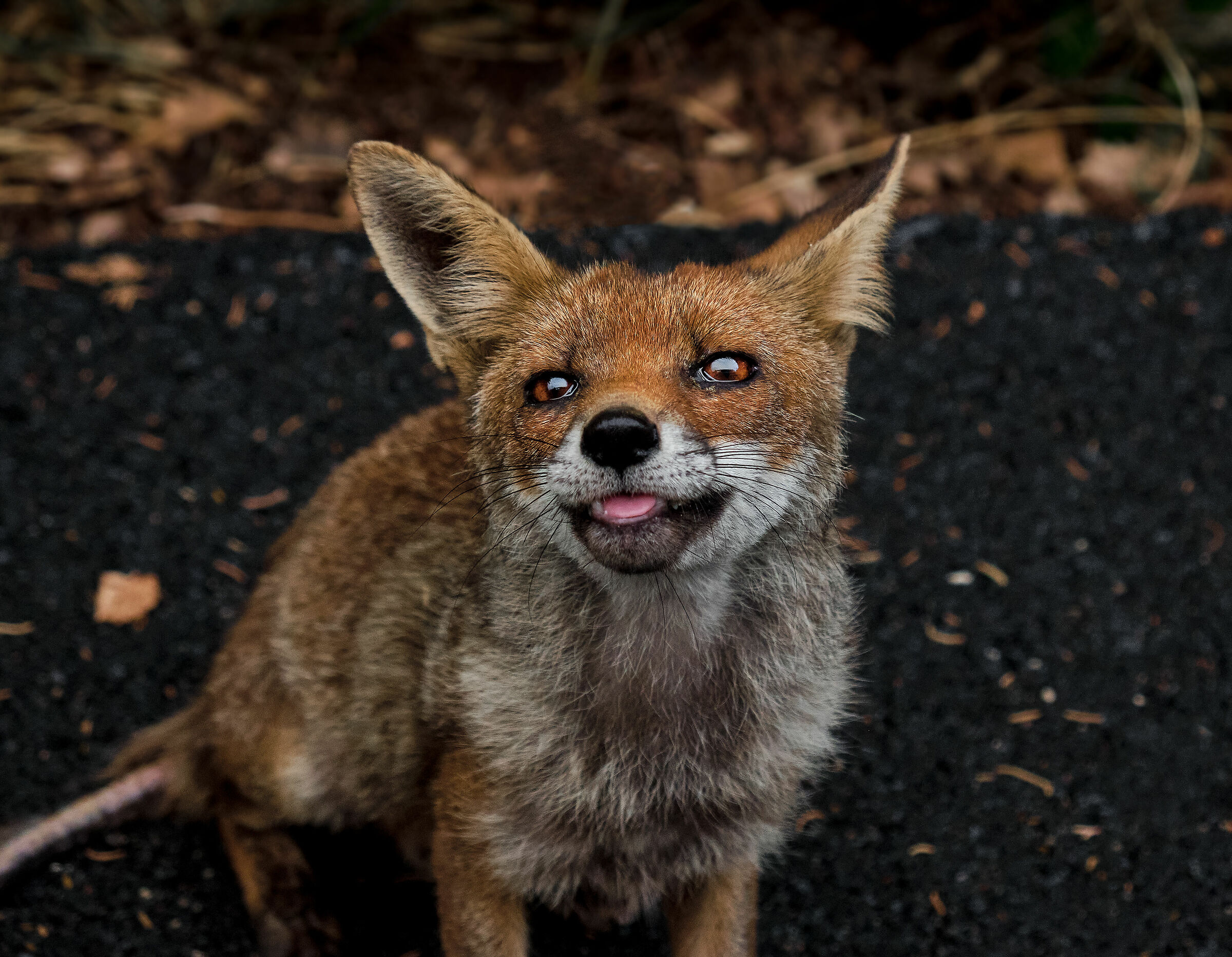 Red Fox