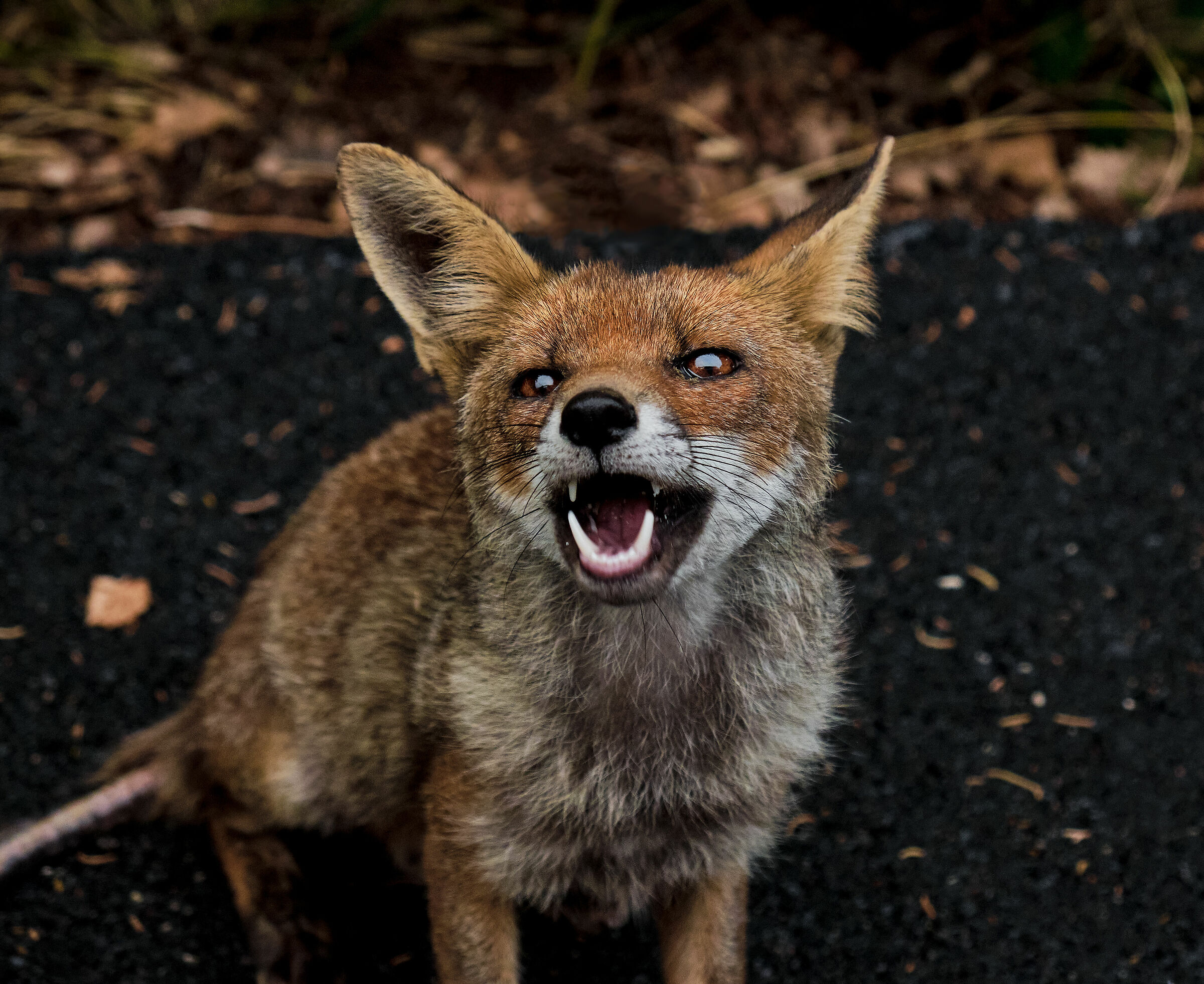 Red Fox