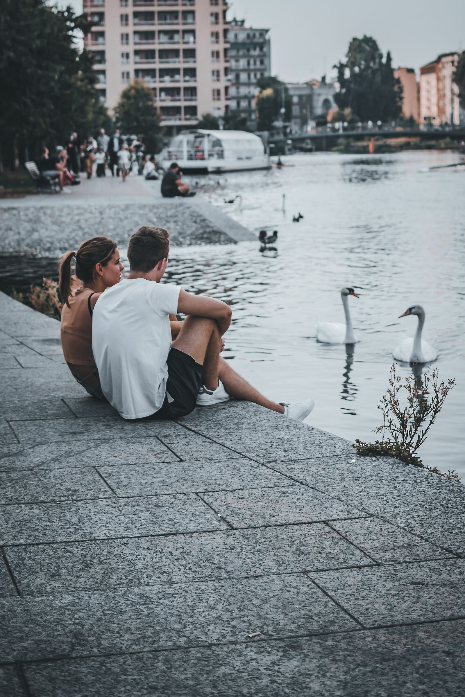 Lovers and swans