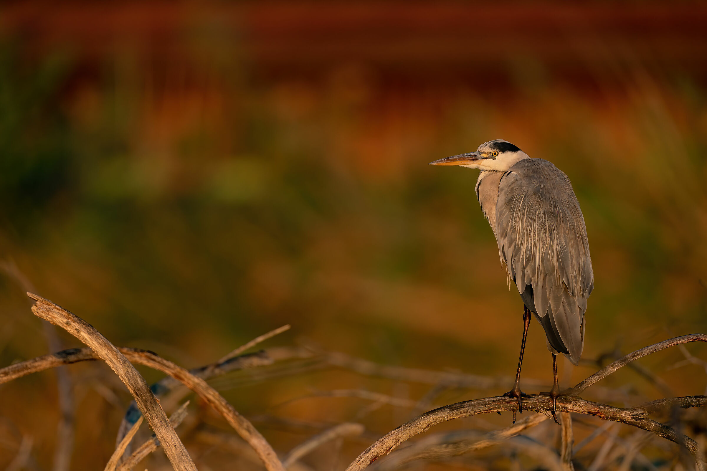 I colori dell'alba sul Cenerino