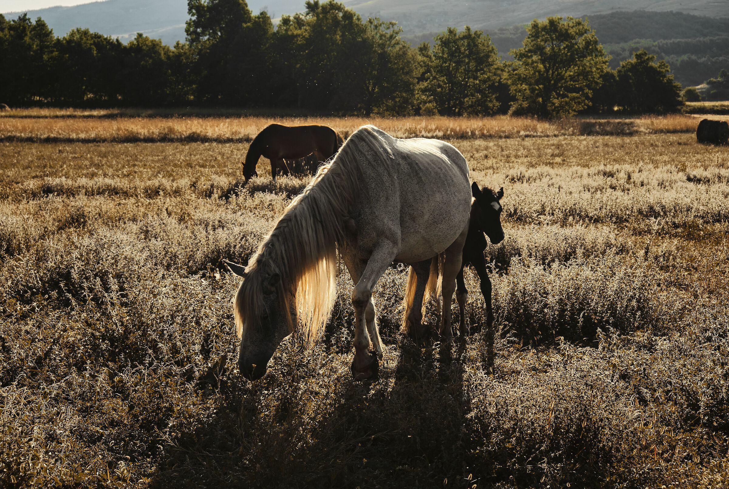 Mom and daughter at dawn
