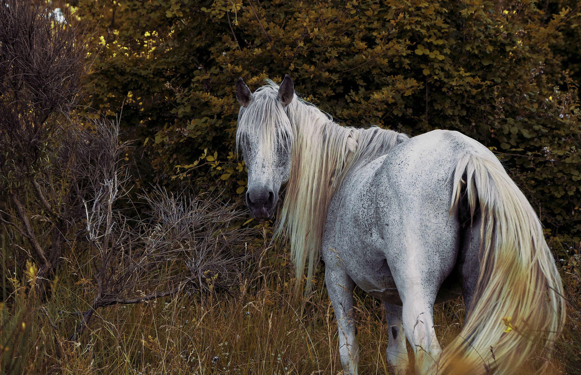 Horse