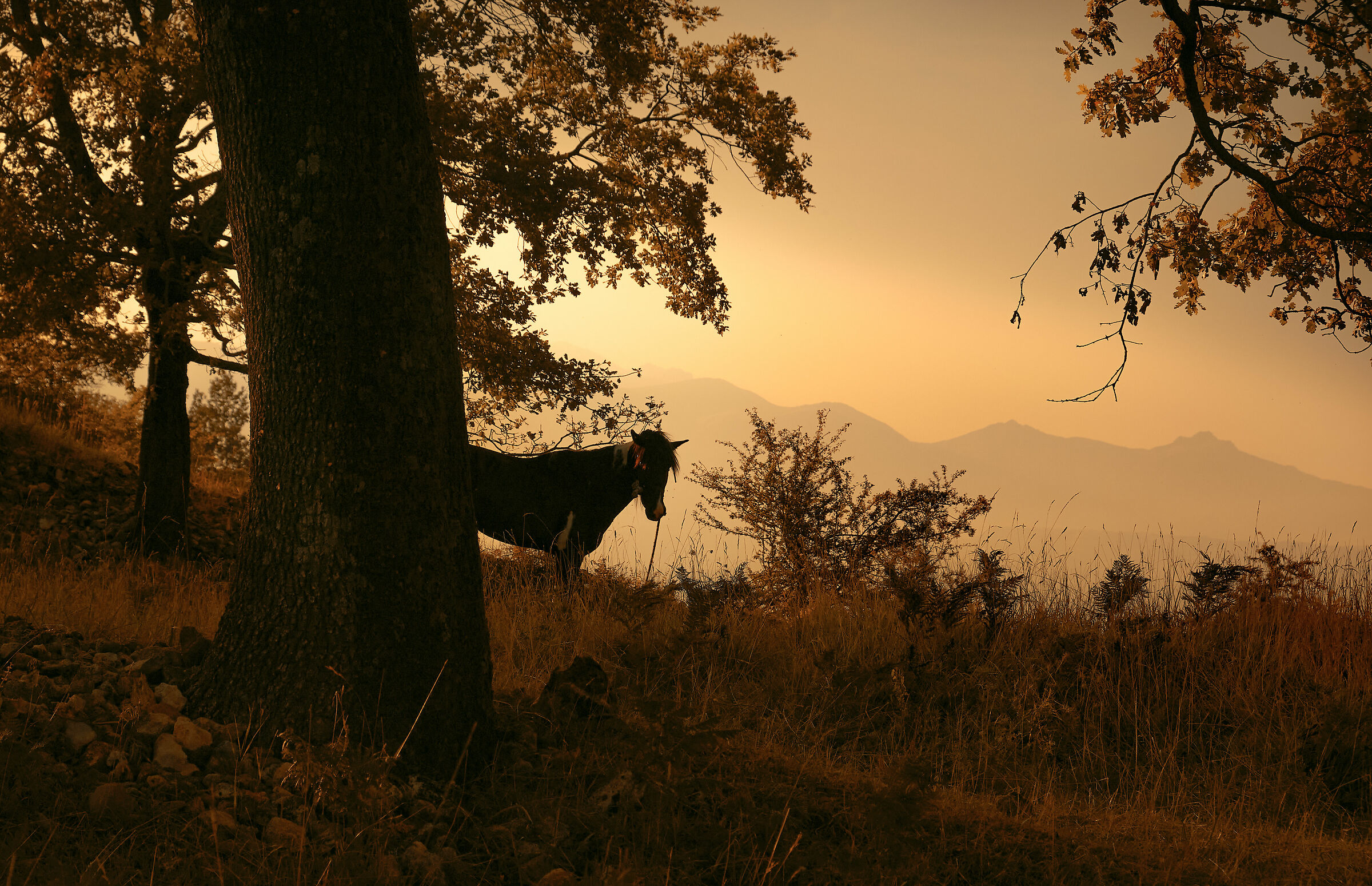 Horse