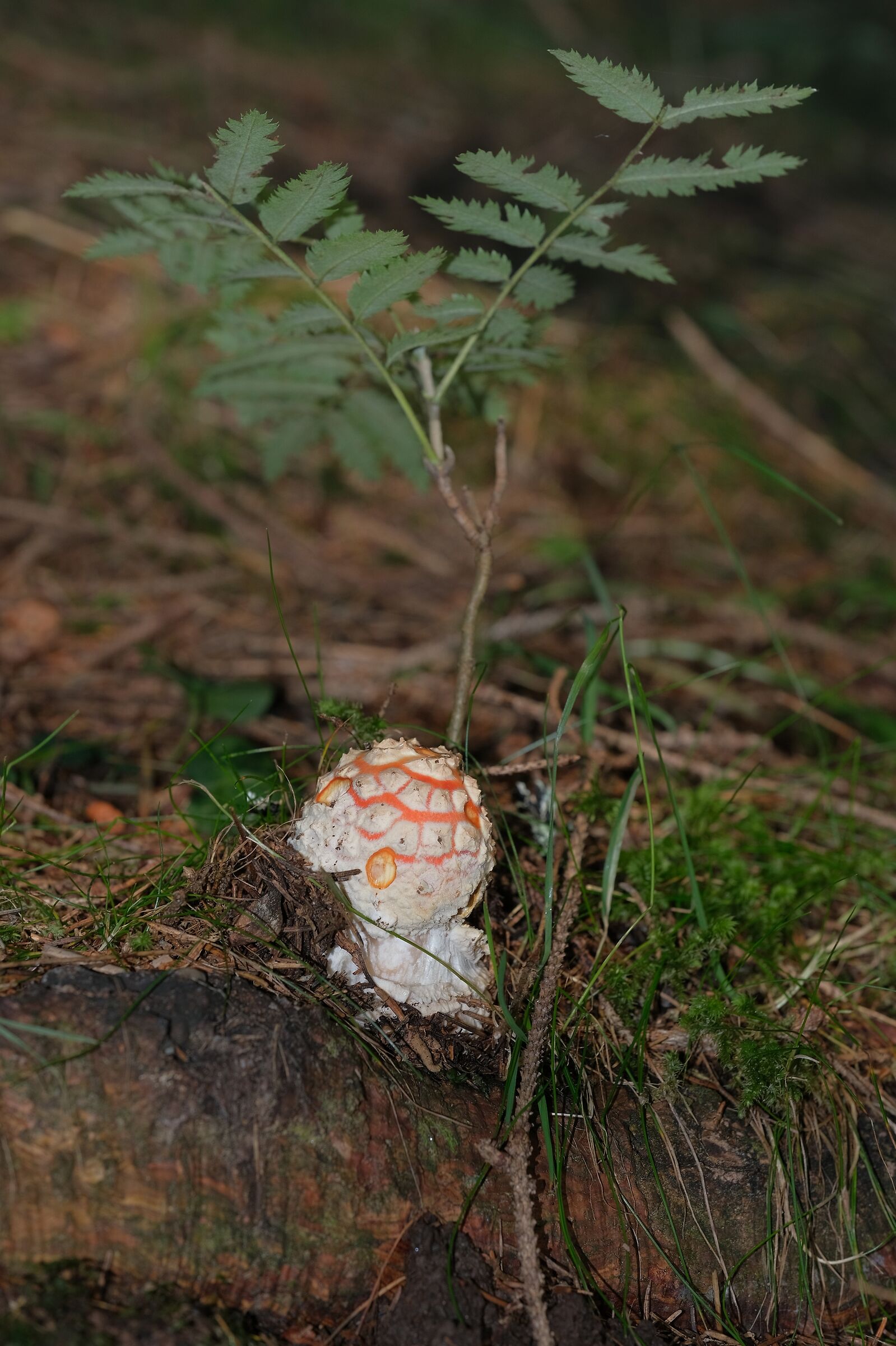 Amanita