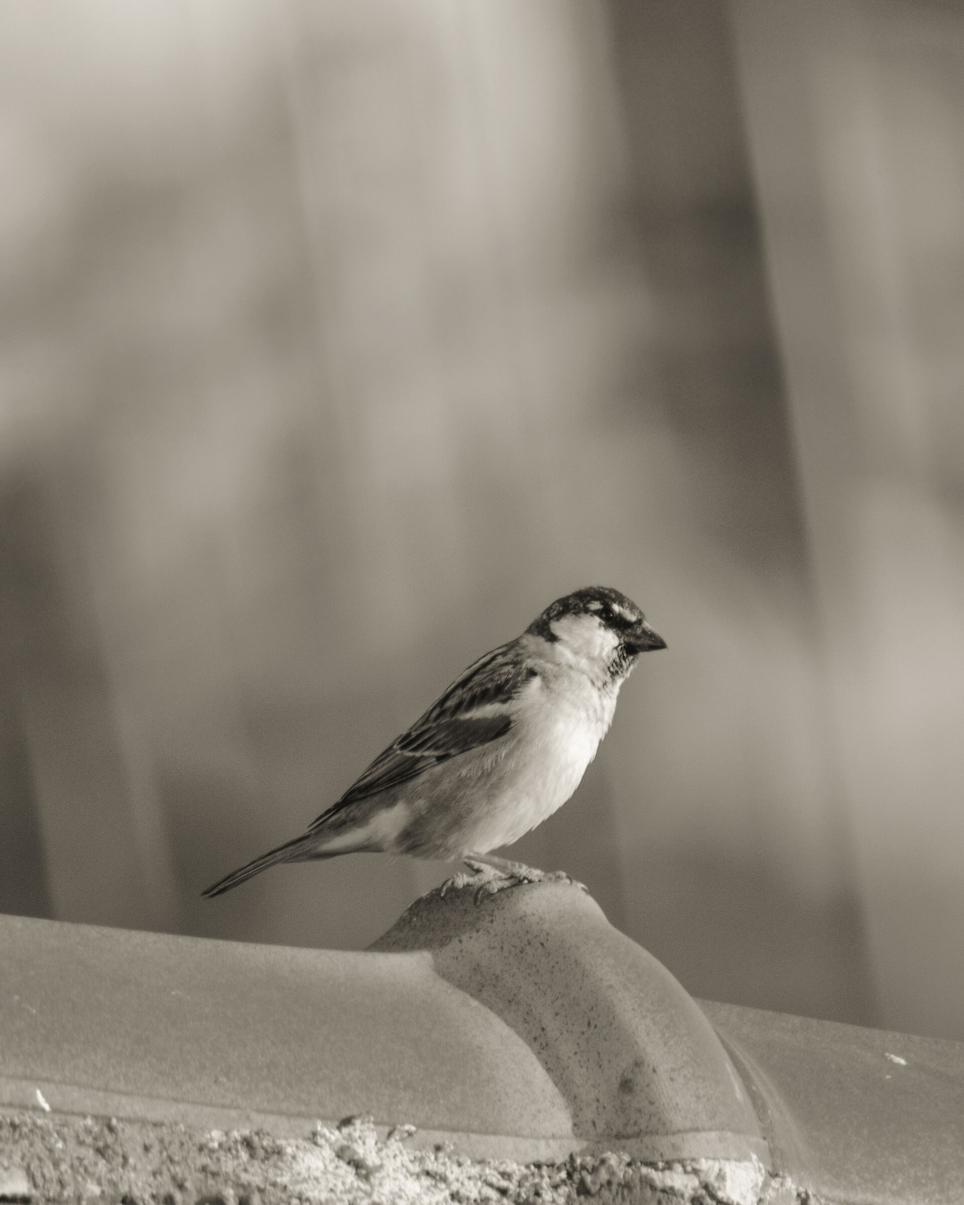 Common sparrow