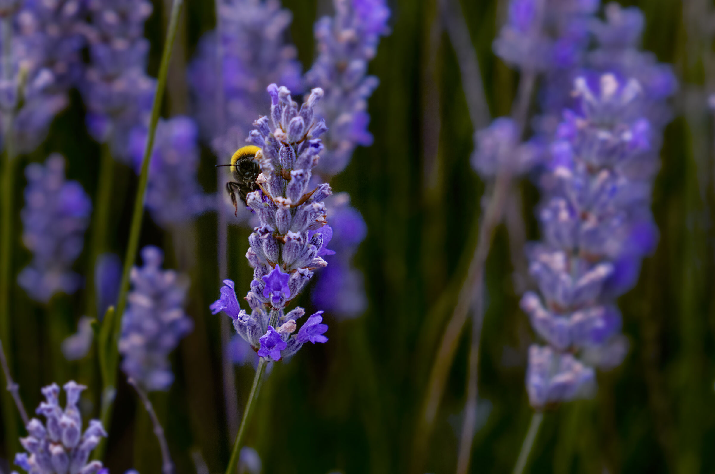 Bomb and lavender