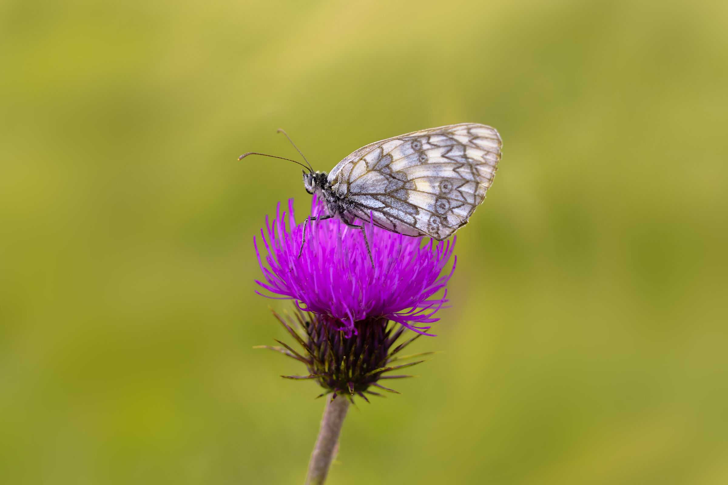 mountain butterflies