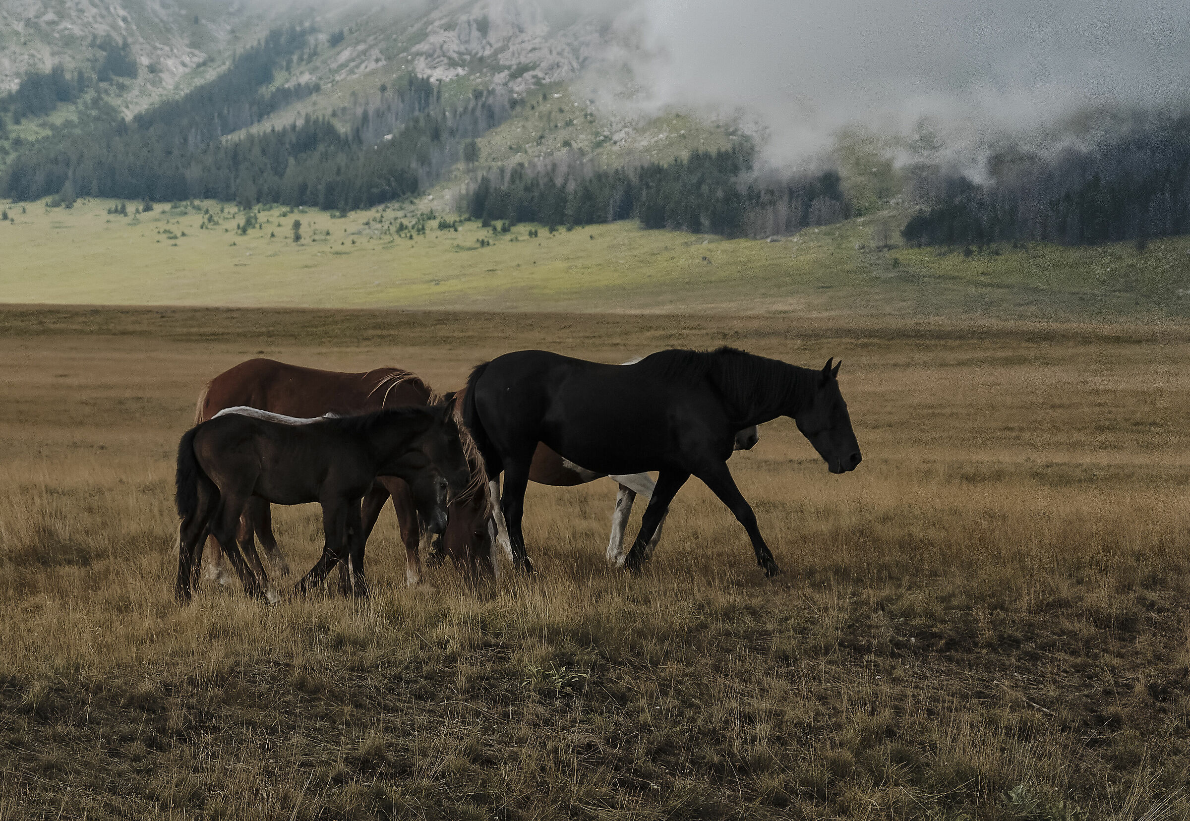 Horses