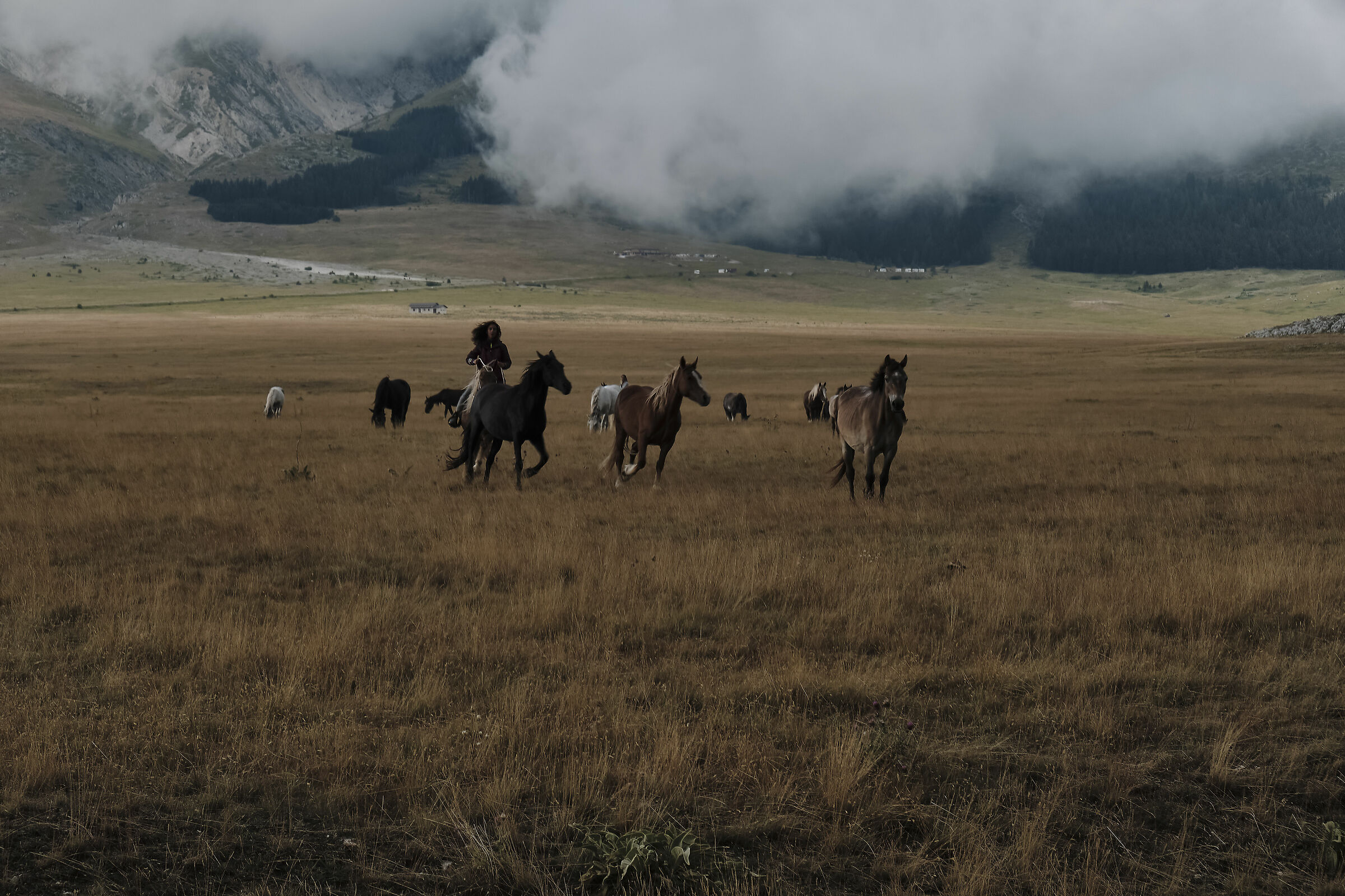 Horses