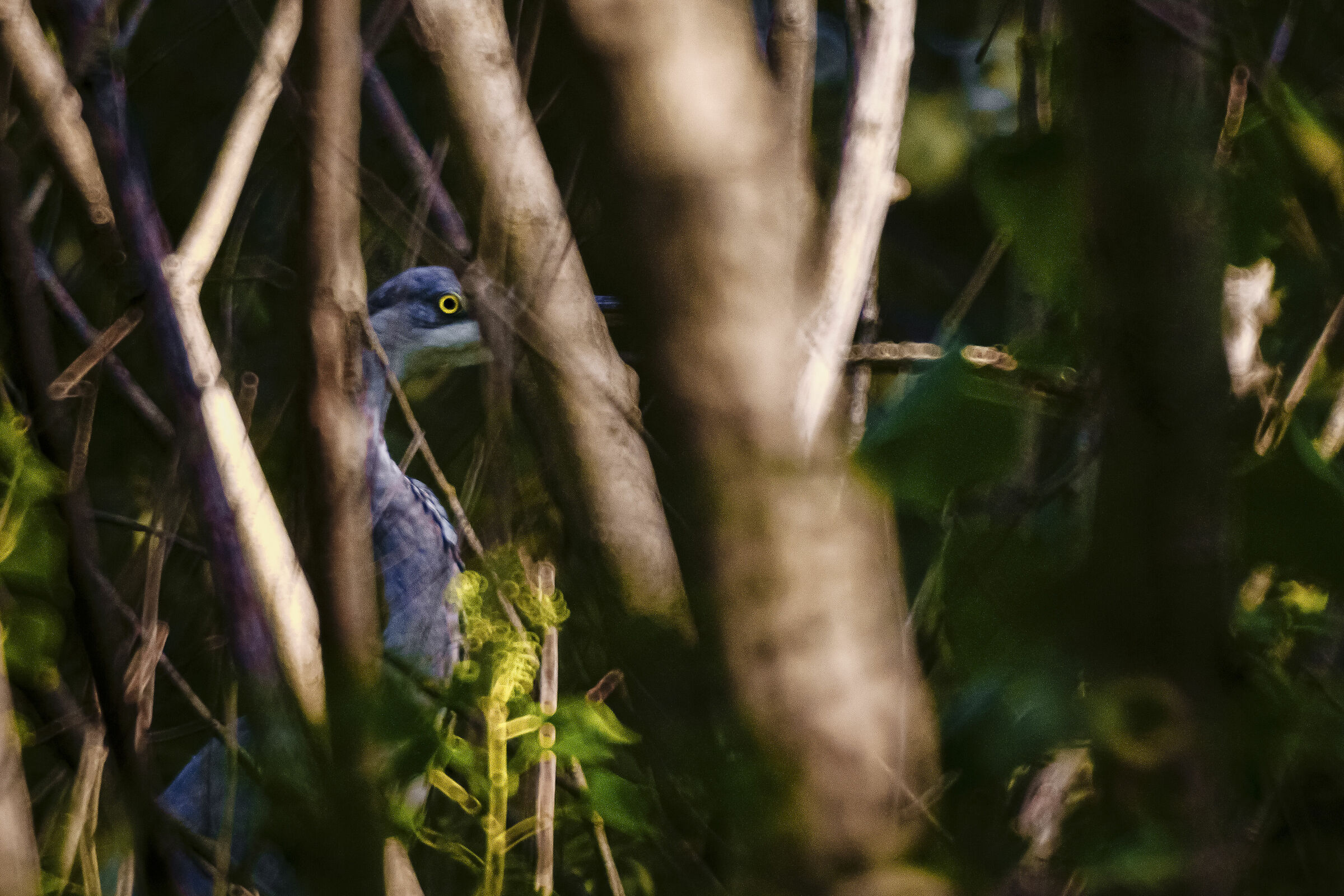 Ash heron